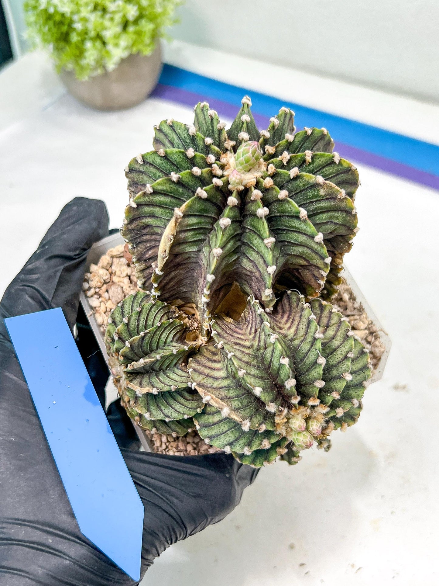 Gymnocalycium friedrichii cluster | Imported Cactus | Rare Succulent