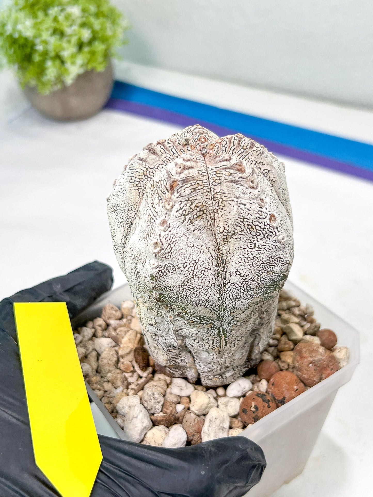 Rare Cactus Type 1 | Myriostigma | Imported Cactus | Rare Succulent