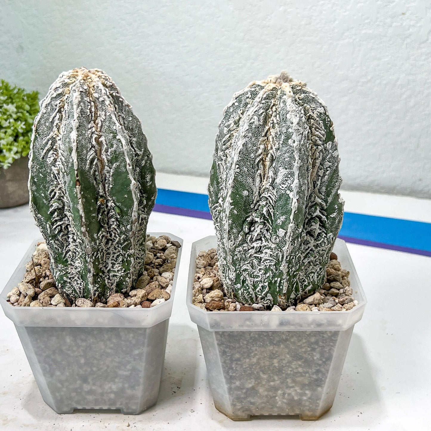 Rare Cactus Type 2 | Imported Cactus | Rare Succulent
