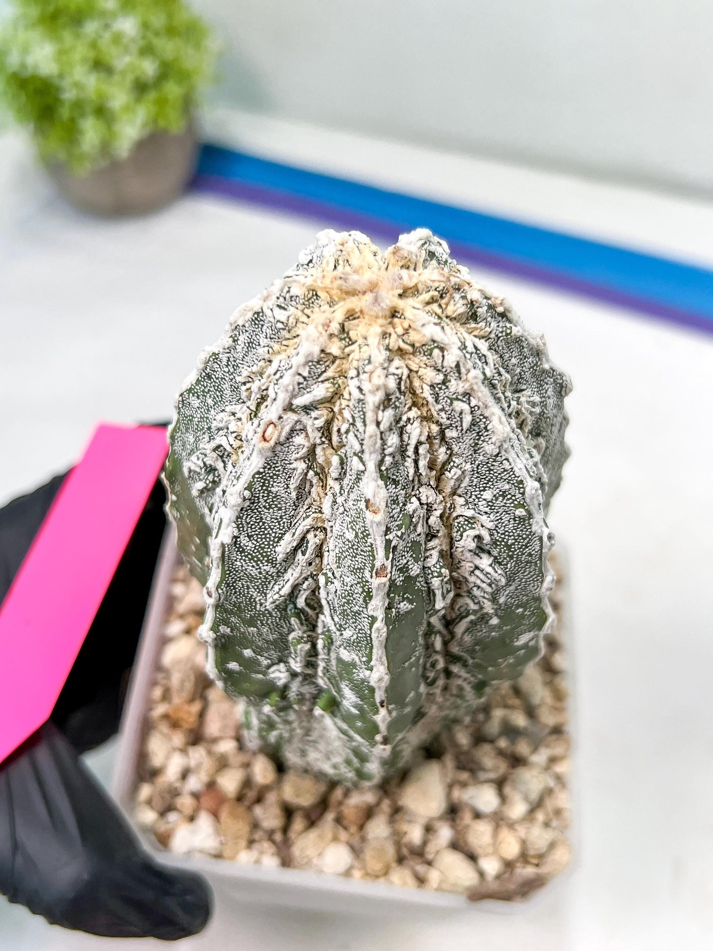Rare Cactus Type 2 | Imported Cactus | Rare Succulent
