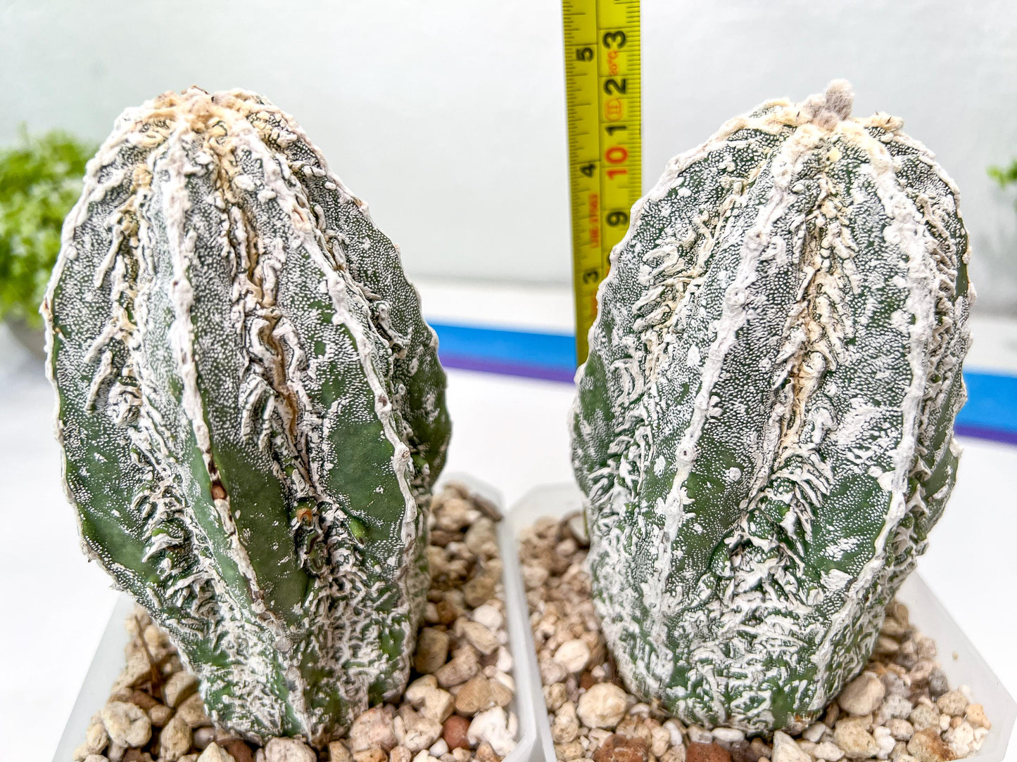Rare Cactus Type 2 | Imported Cactus | Rare Succulent