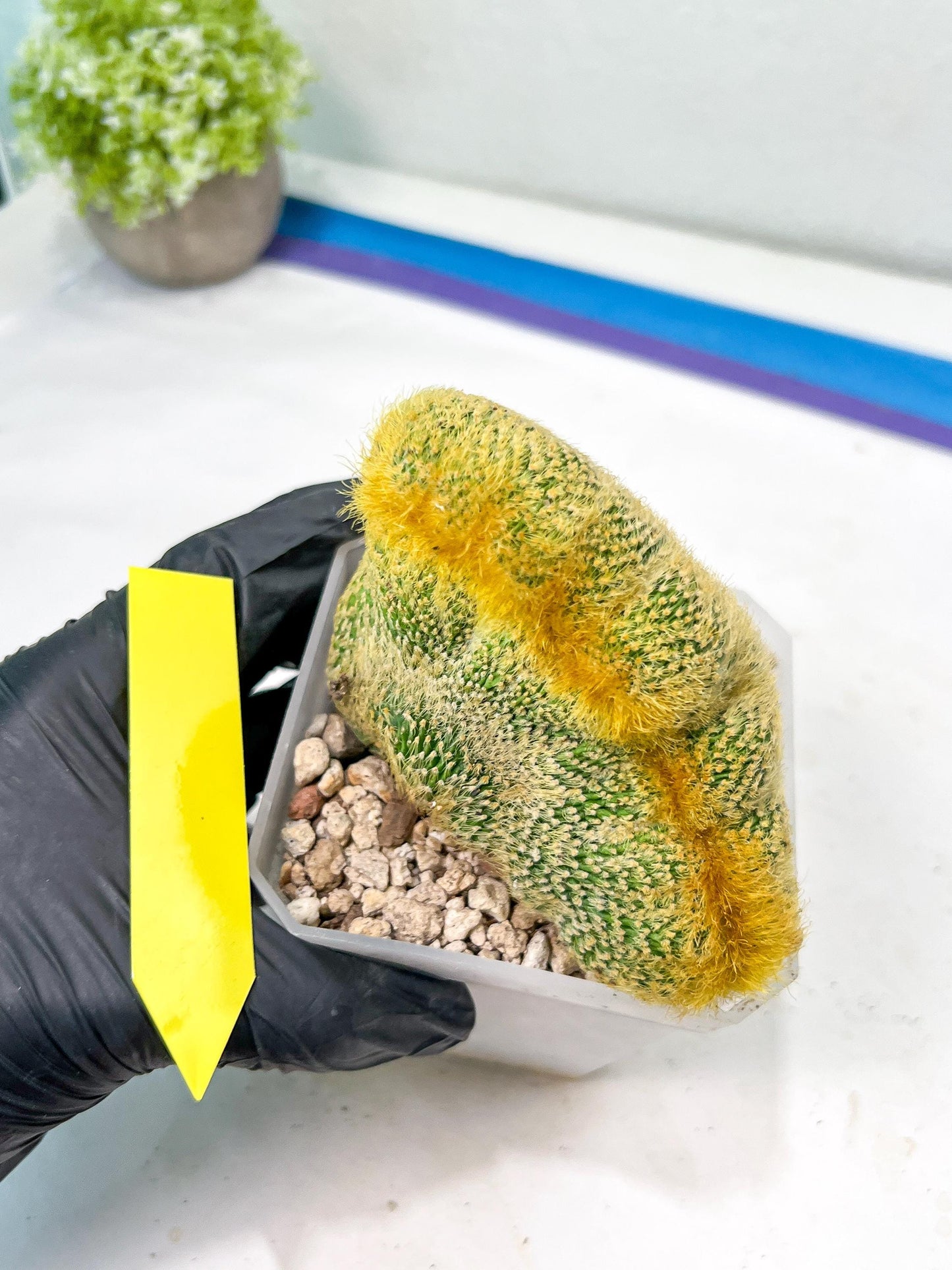 Vatricania guentheri cristata| Imported Cactus | Rare Succulent