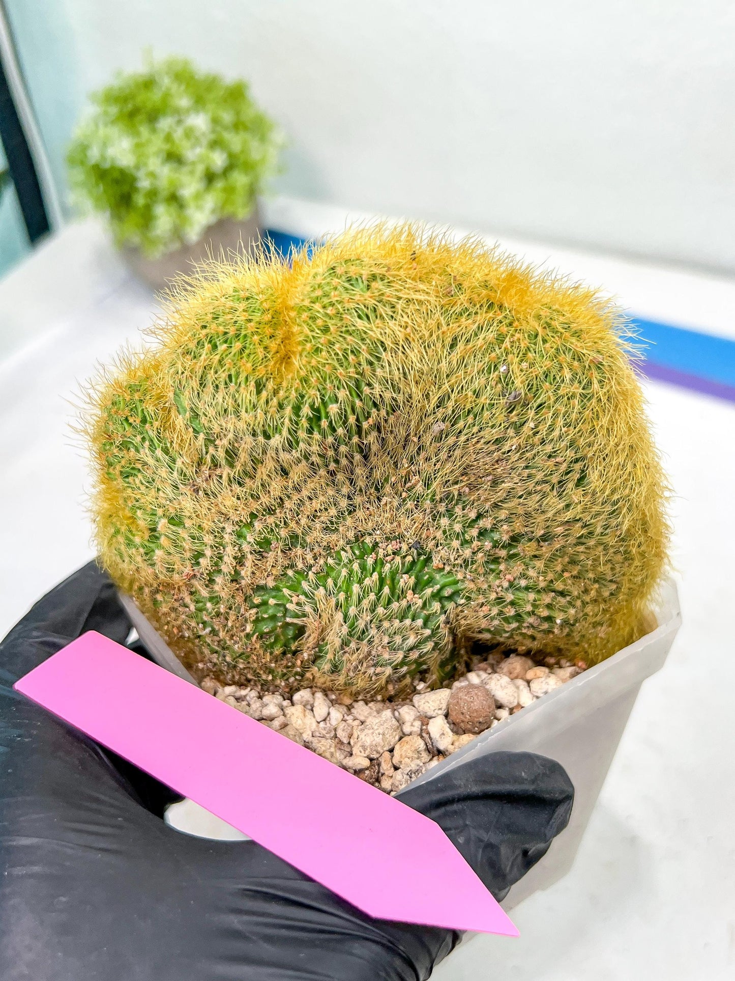Vatricania guentheri cristata| Imported Cactus | Rare Succulent
