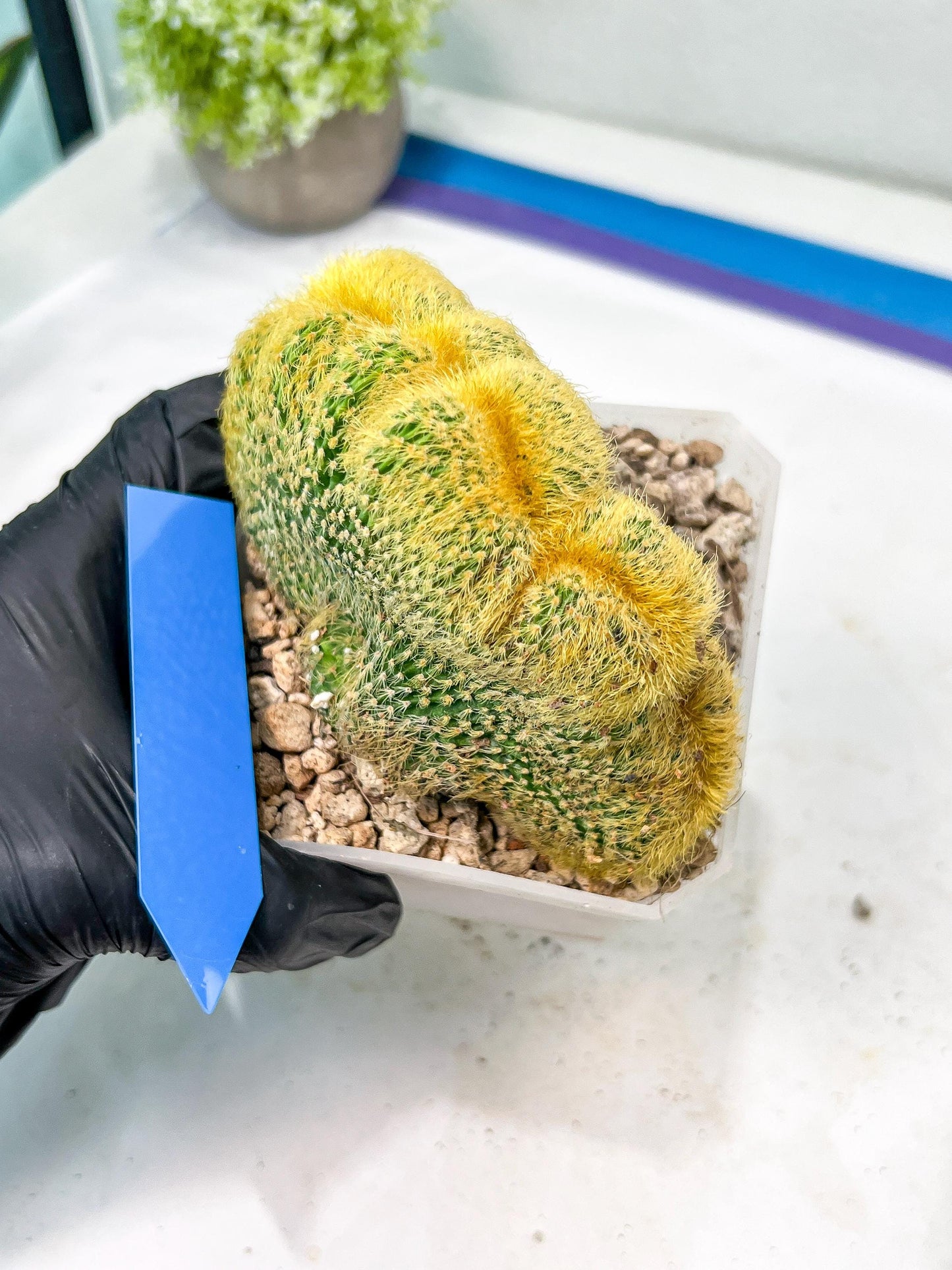 Vatricania guentheri cristata| Imported Cactus | Rare Succulent