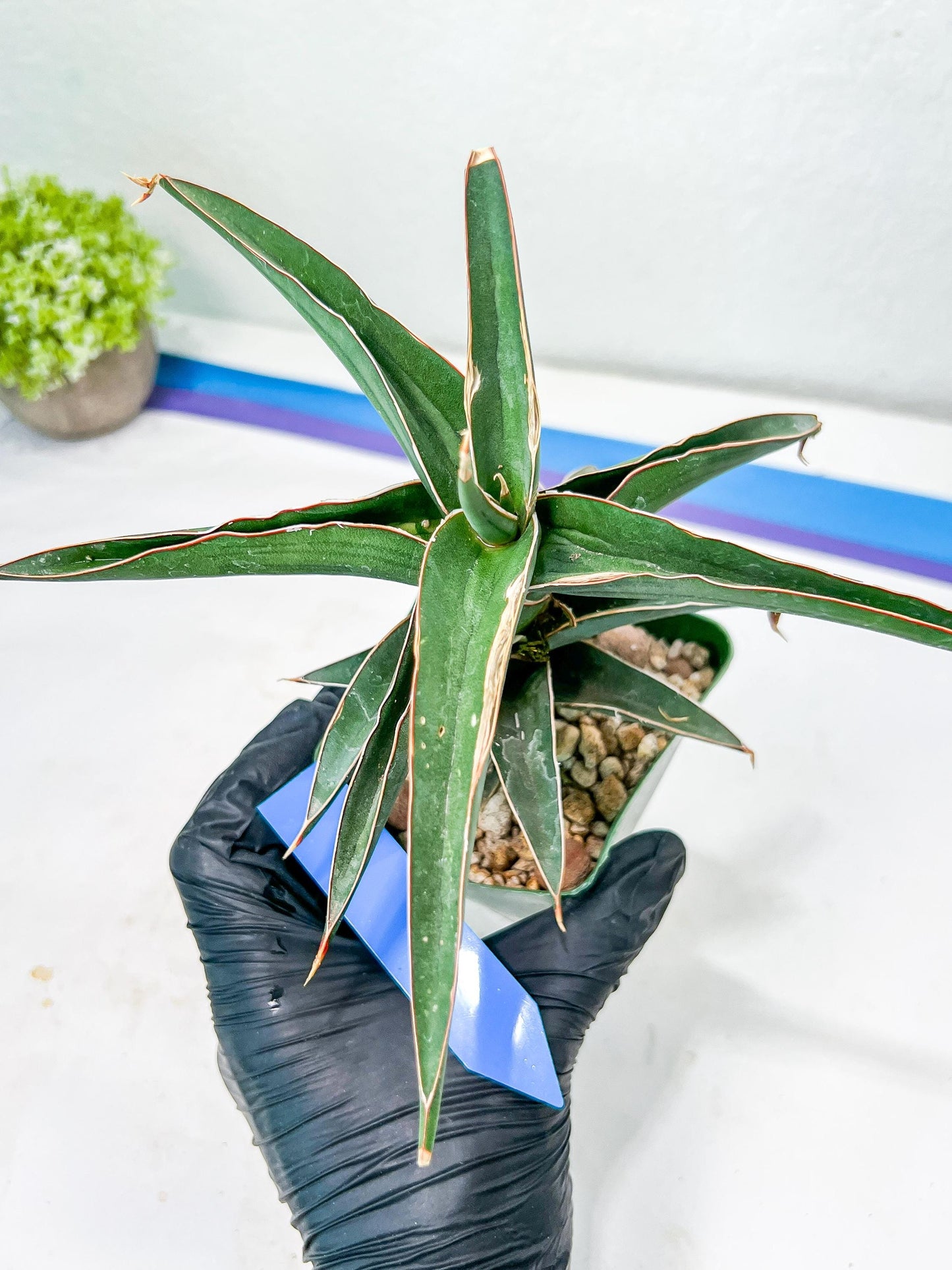 Sansevieria lavranos (Blue/Green) | Imported Plants