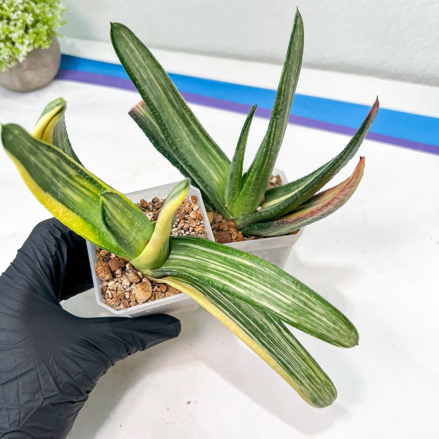 Gasteria White Ice Var | Imported Succulent