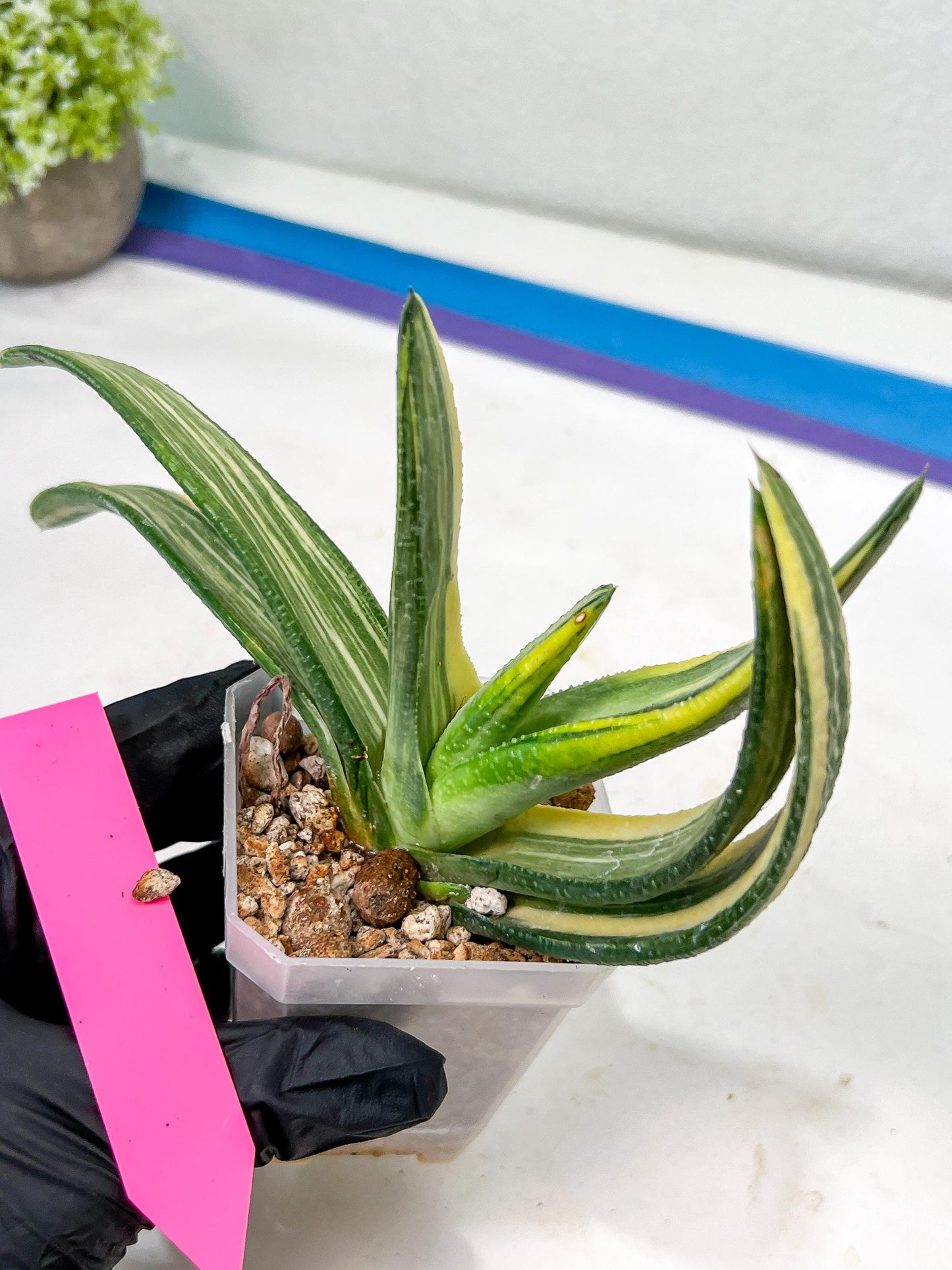 Gasteria White Ice Var | Imported Succulent
