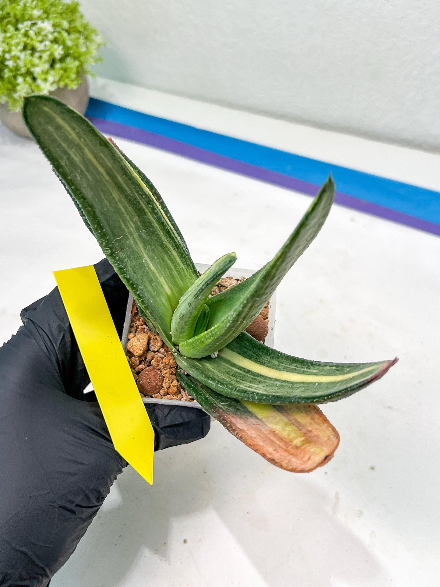 Gasteria White Ice Var | Imported Succulent