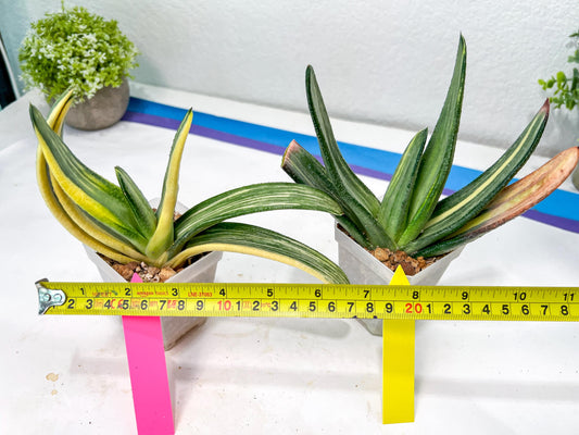 Gasteria White Ice Var | Imported Succulent