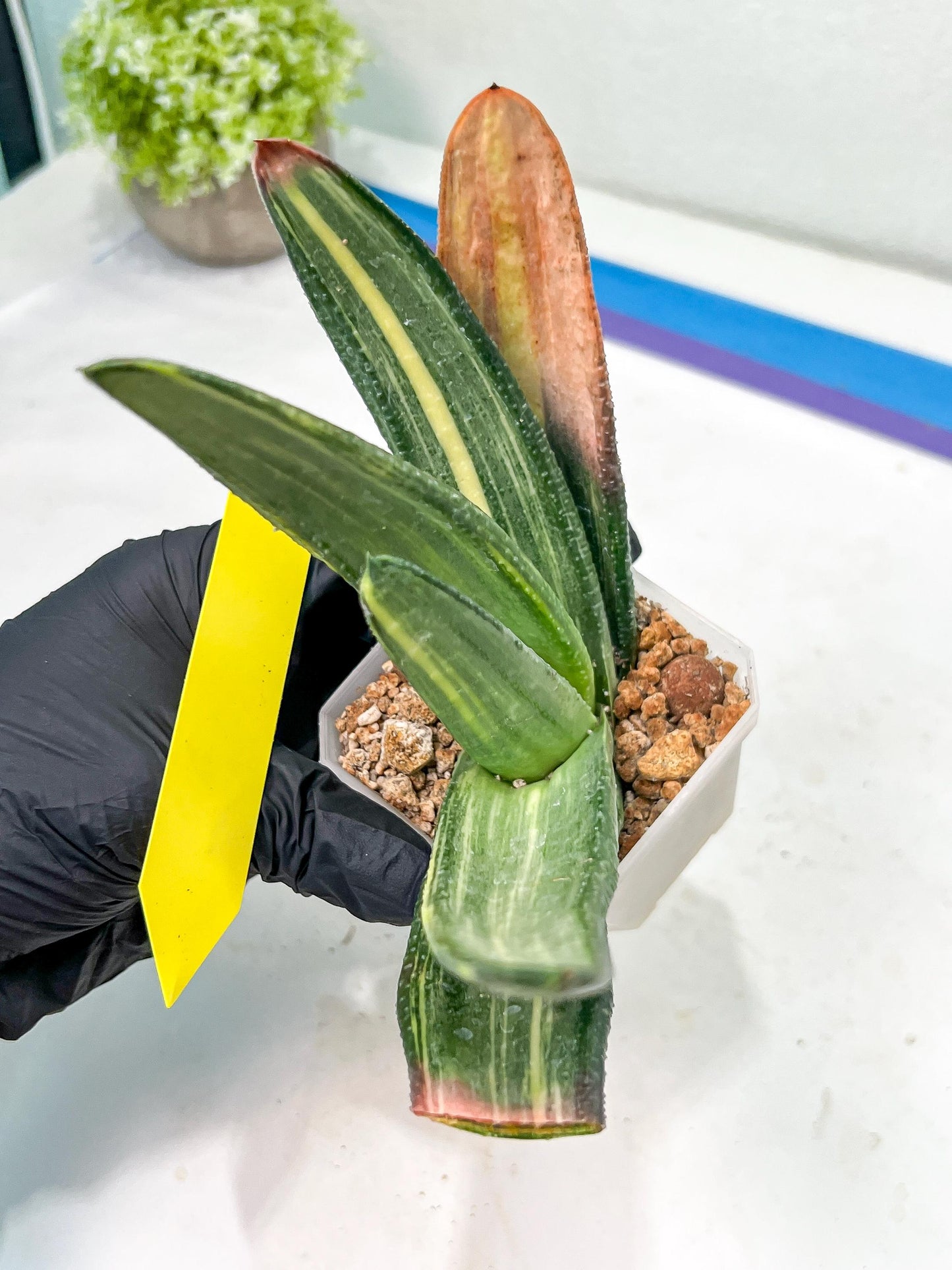 Gasteria White Ice Var | Imported Succulent