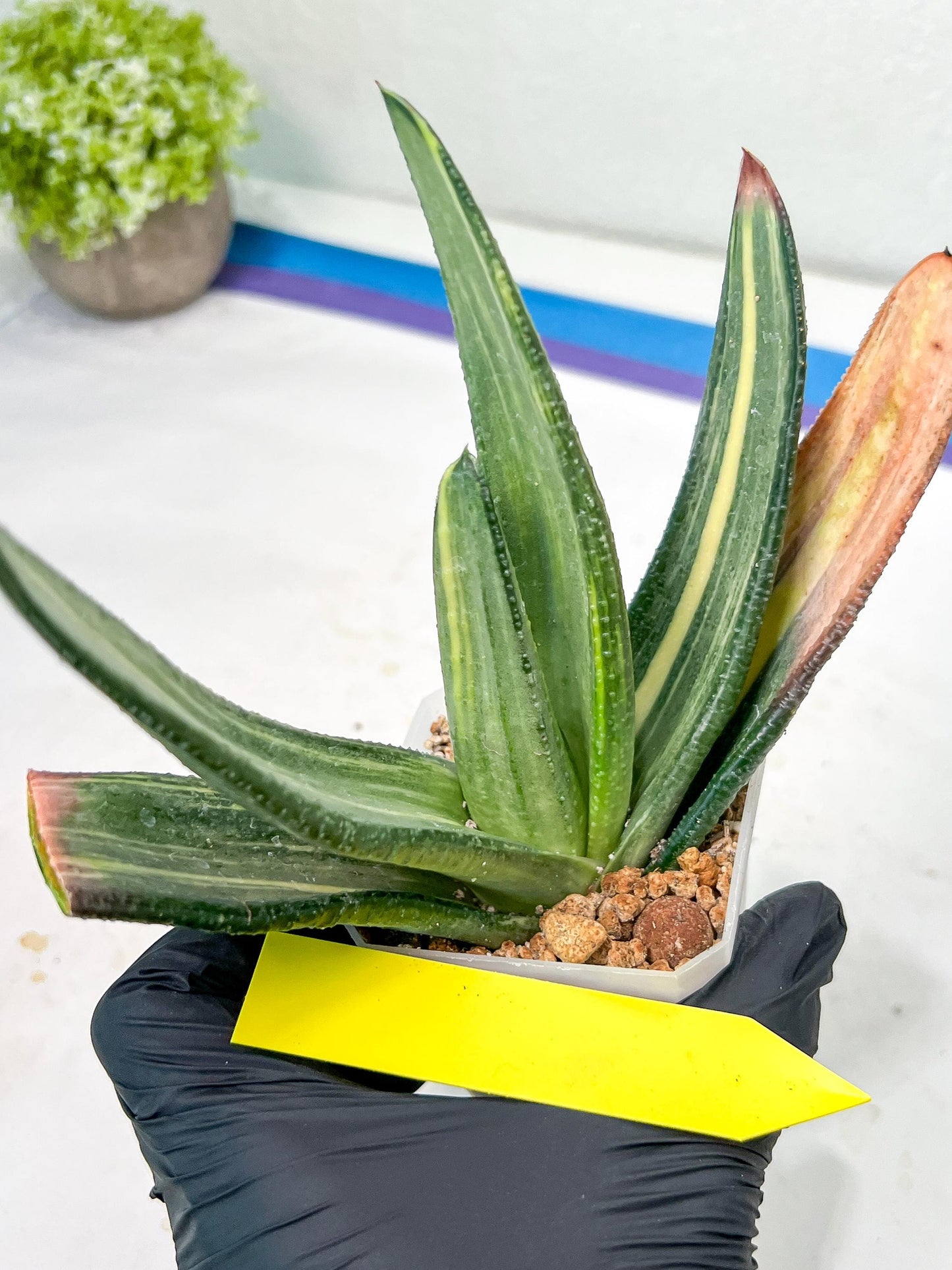 Gasteria White Ice Var | Imported Succulent