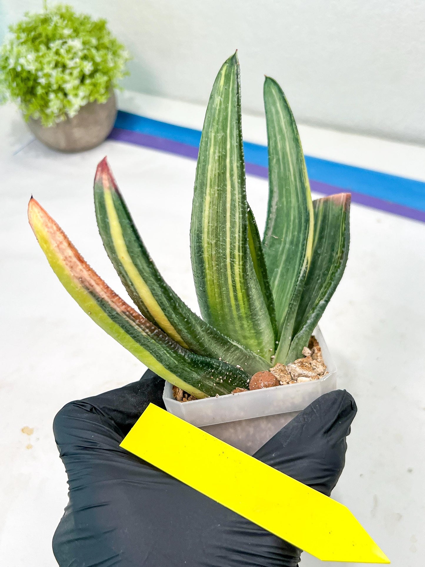 Gasteria White Ice Var | Imported Succulent