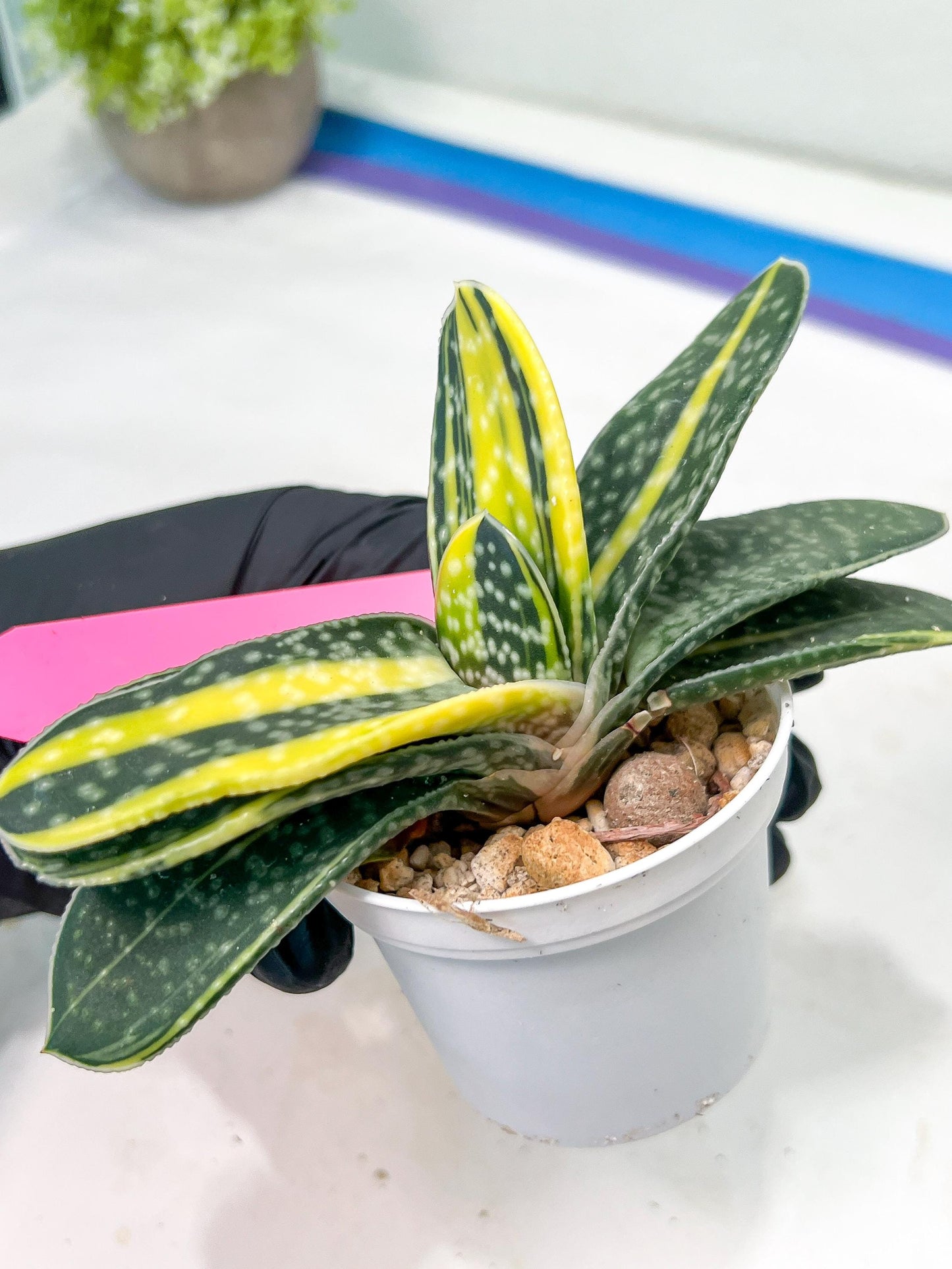 gasteria fujimini | Imported Succulent | rare species