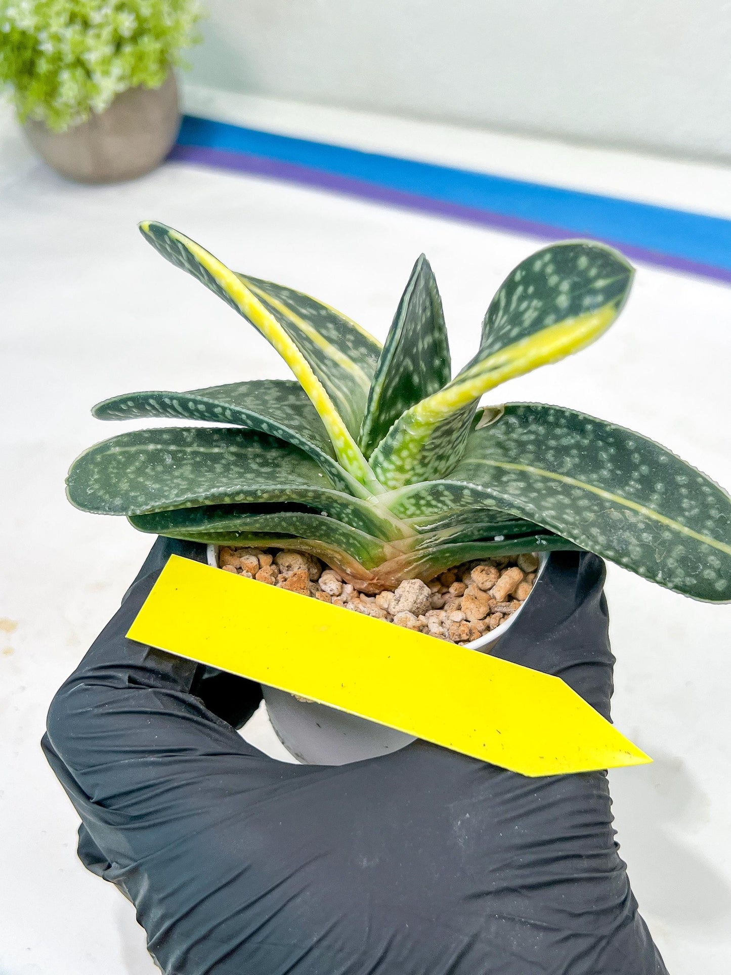 gasteria fujimini | Imported Succulent | rare species