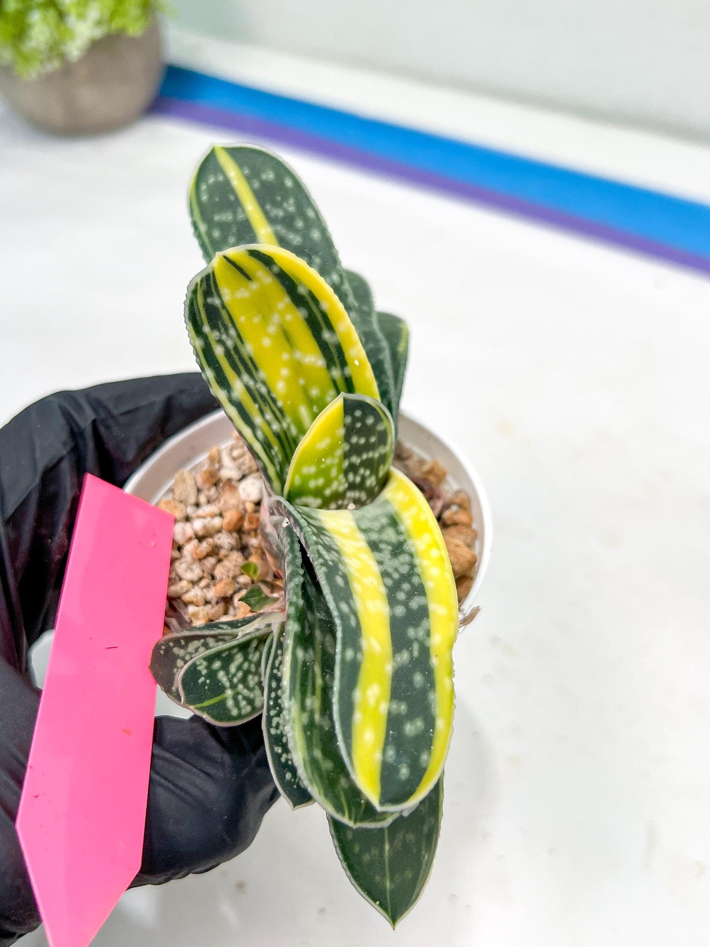 gasteria fujimini | Imported Succulent | rare species