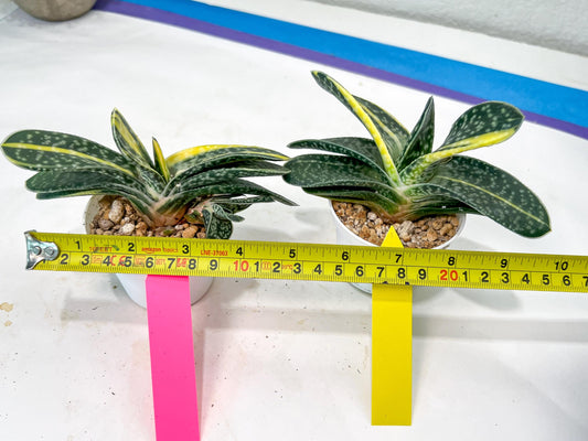 gasteria fujimini | Imported Succulent | rare species