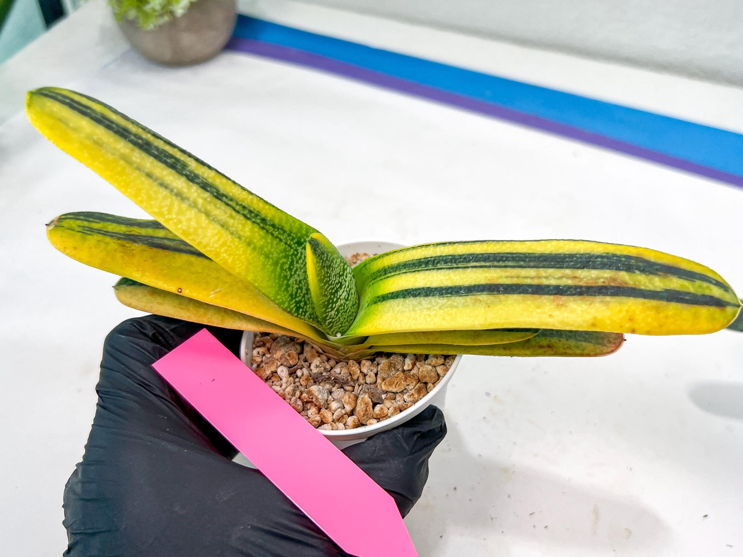 gasteria cariienatta | Imported Succulent