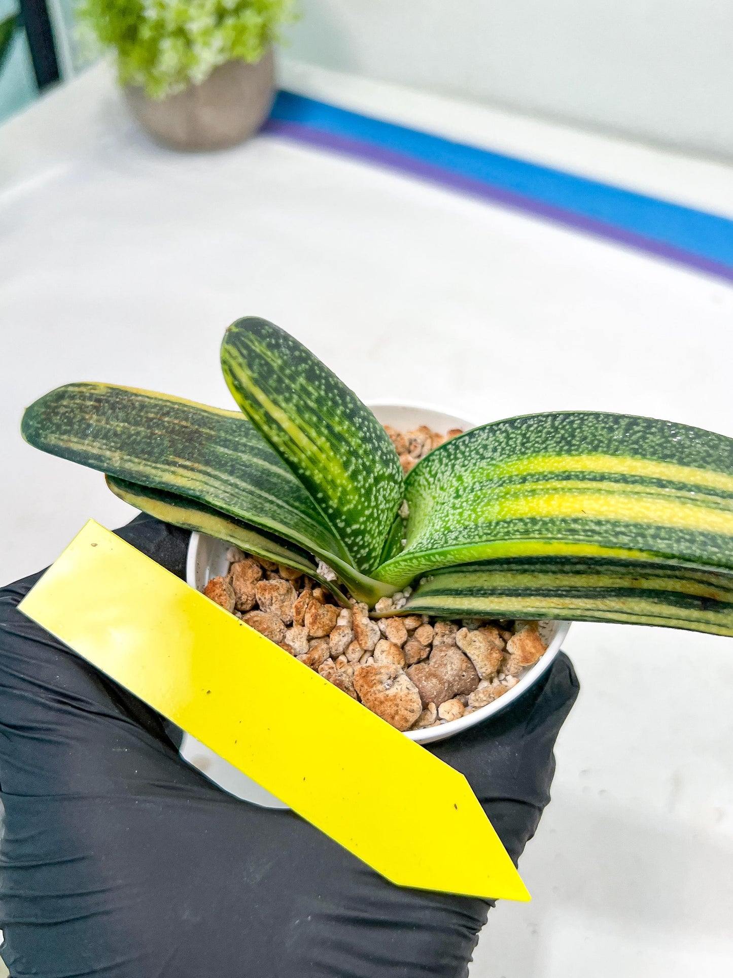 gasteria cariienatta | Imported Succulent