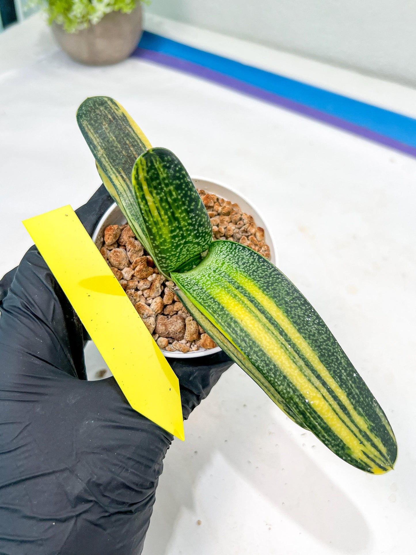 gasteria cariienatta | Imported Succulent
