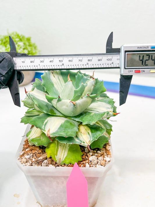 Agave Oihiraijn White | Imported Succulent | rare species