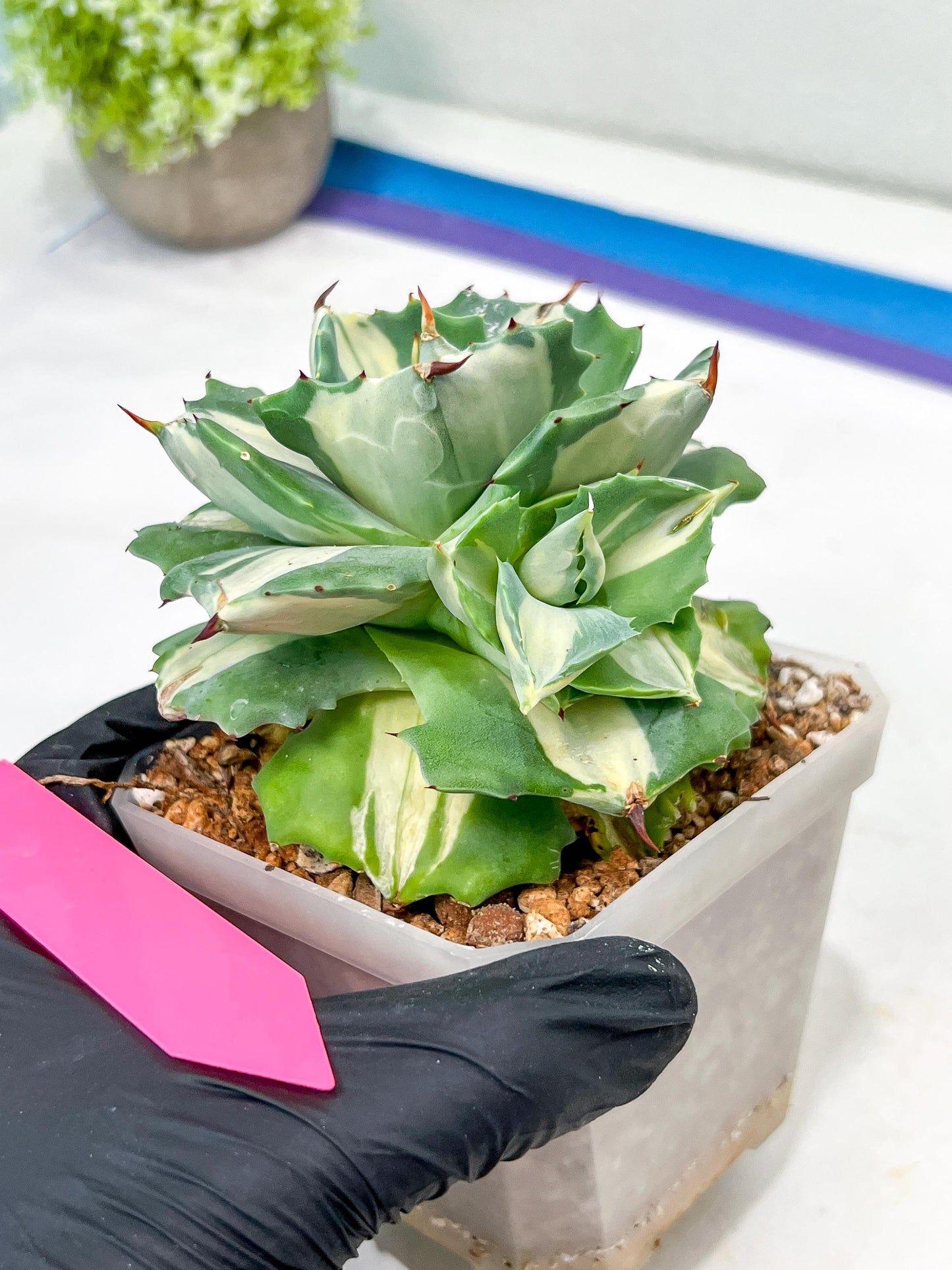Agave Oihiraijn White | Imported Succulent | rare species