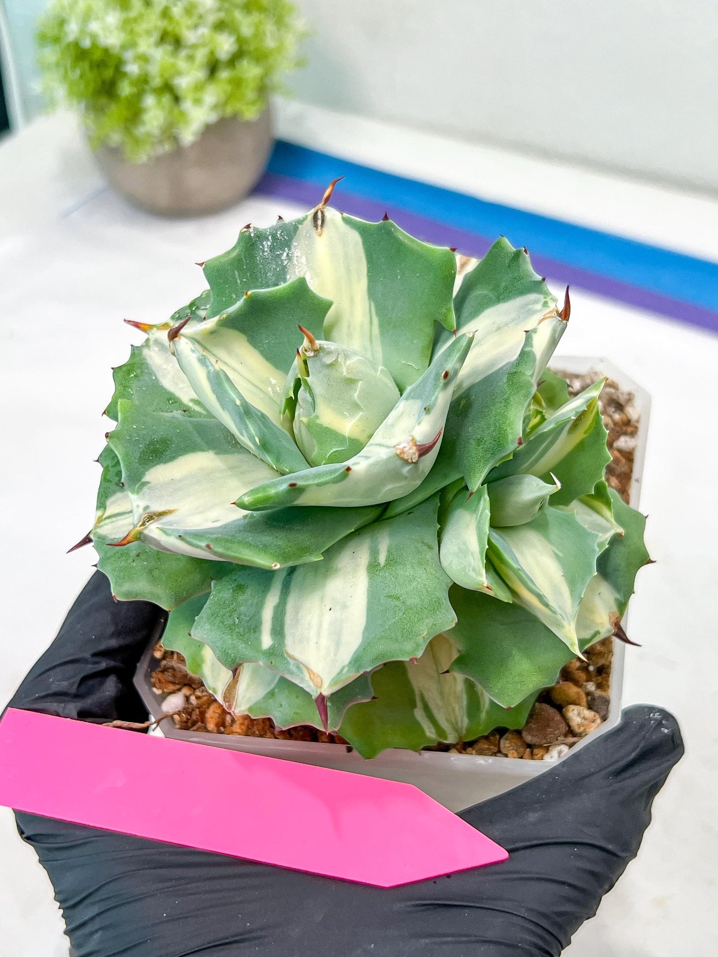 Agave Oihiraijn White | Imported Succulent | rare species