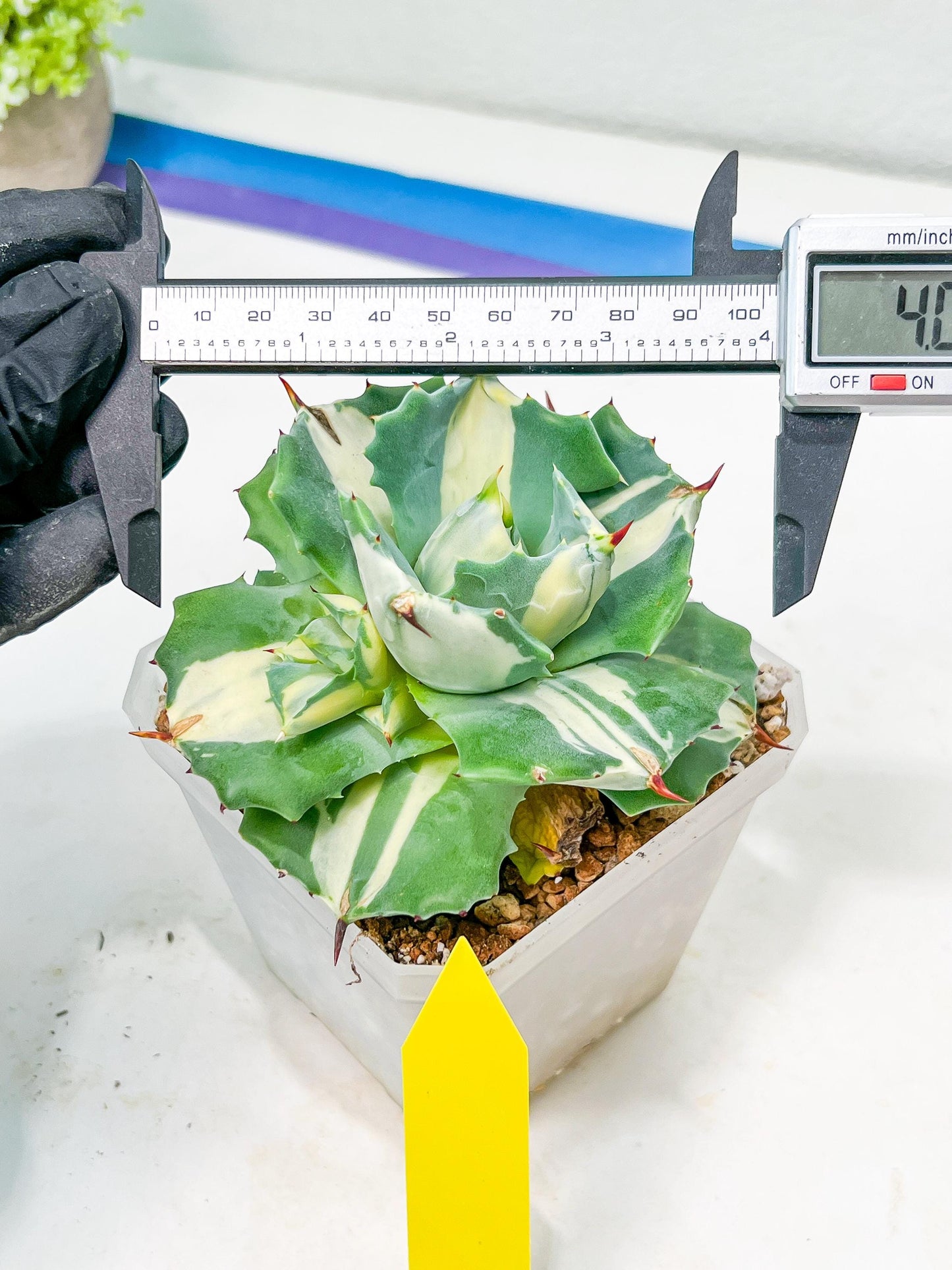 Agave Oihiraijn White | Imported Succulent | rare species