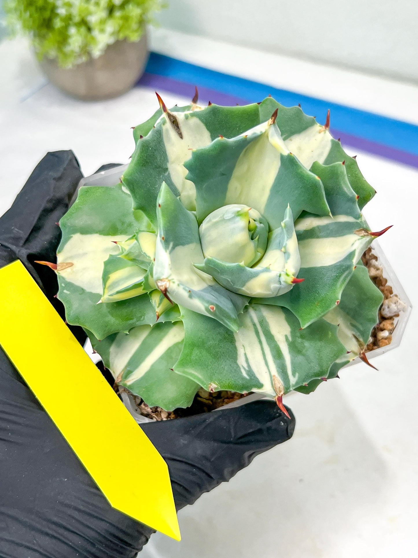 Agave Oihiraijn White | Imported Succulent | rare species