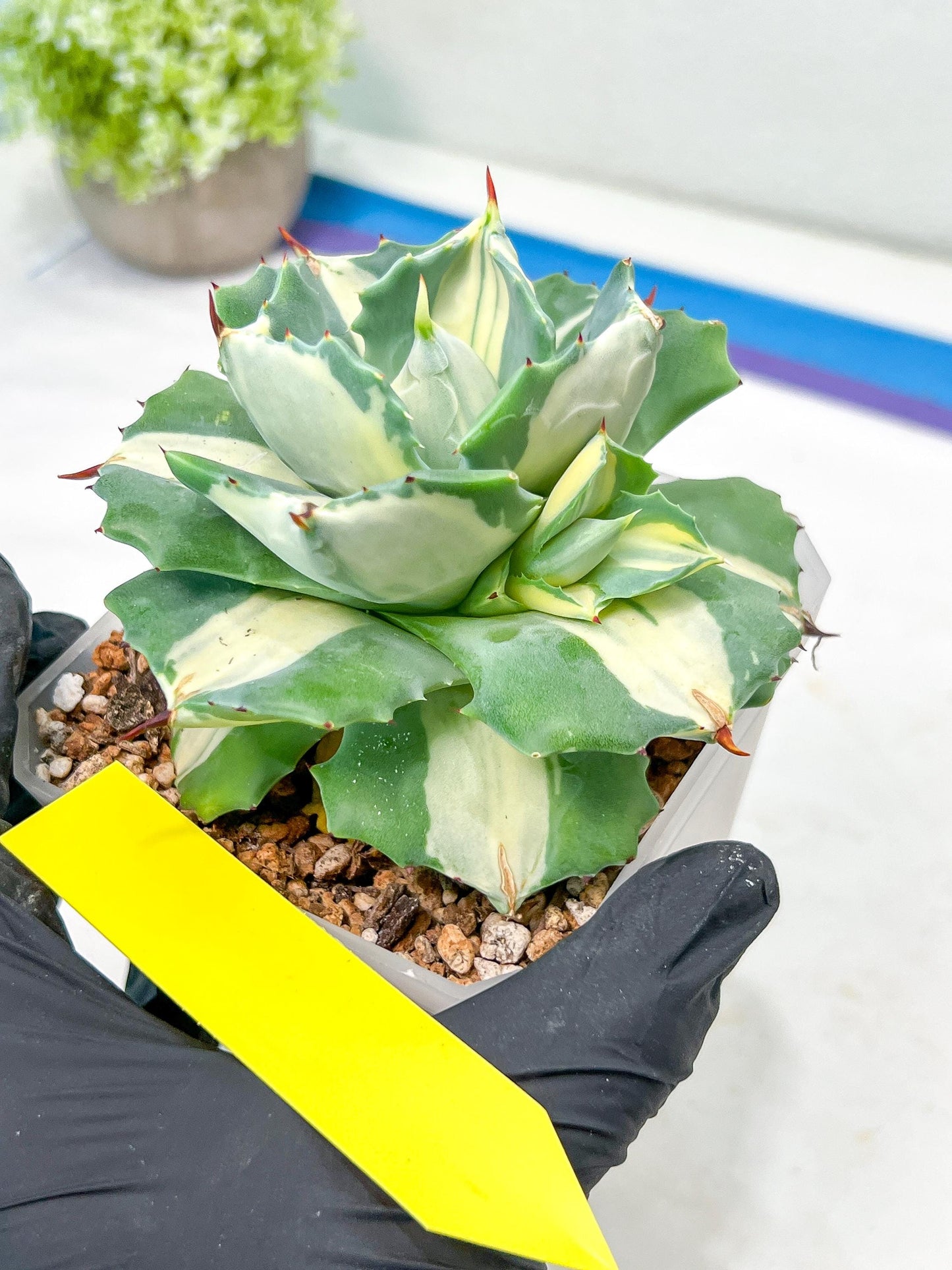 Agave Oihiraijn White | Imported Succulent | rare species