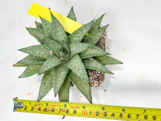 Gasteraloe 'Silver Swirls' | Imported Succulent | rare species