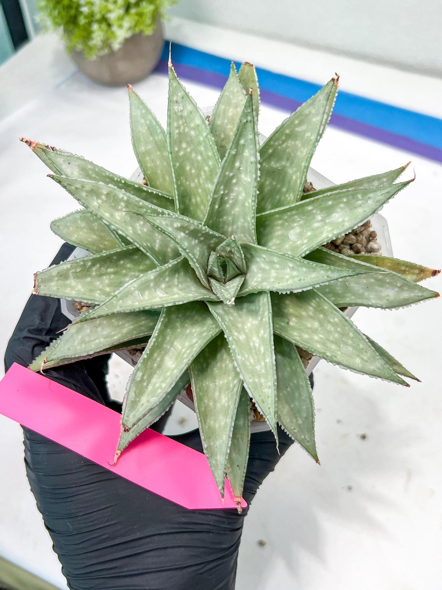 Gasteraloe 'Silver Swirls' | Imported Succulent | rare species