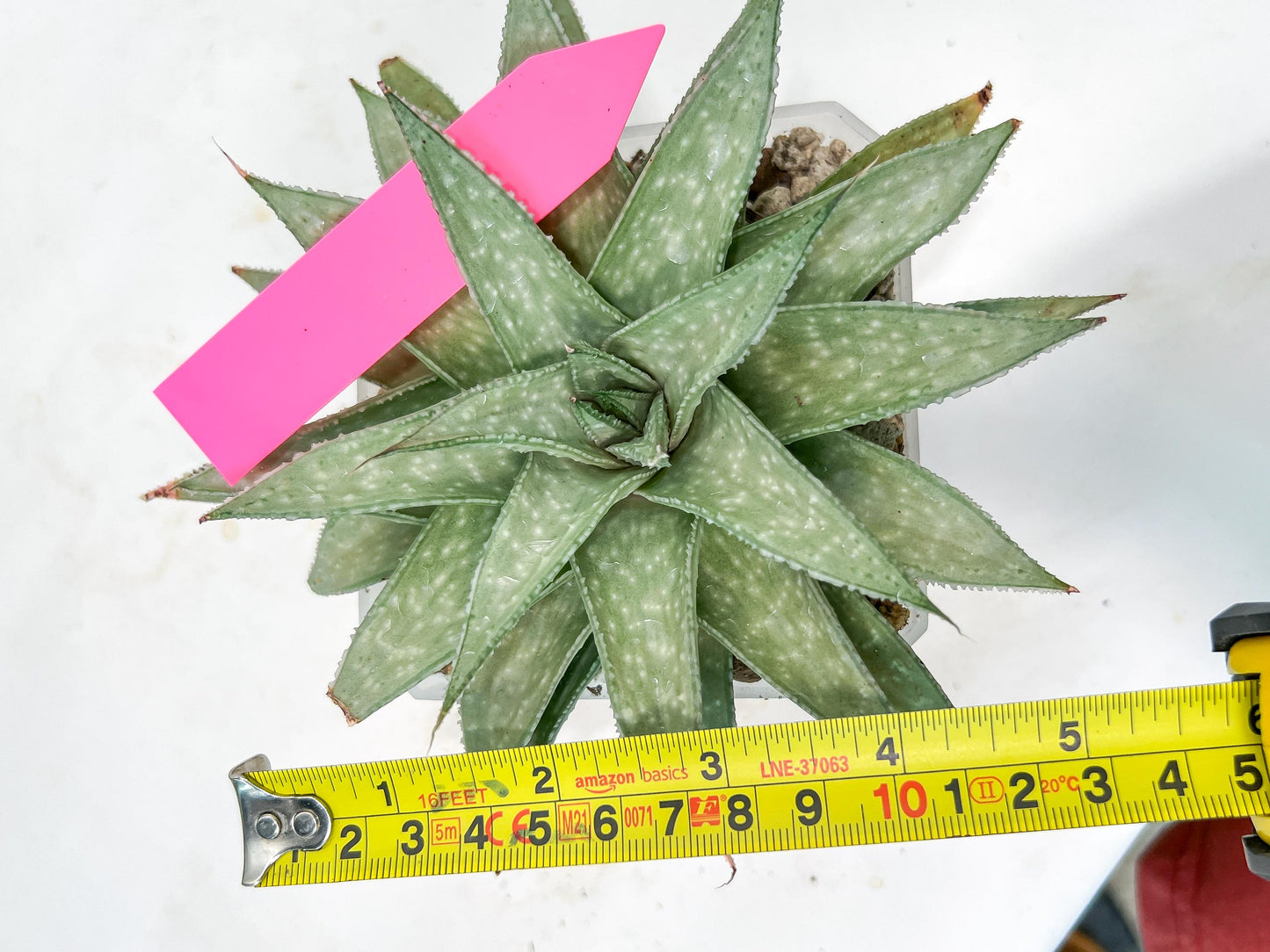 Gasteraloe 'Silver Swirls' | Imported Succulent | rare species