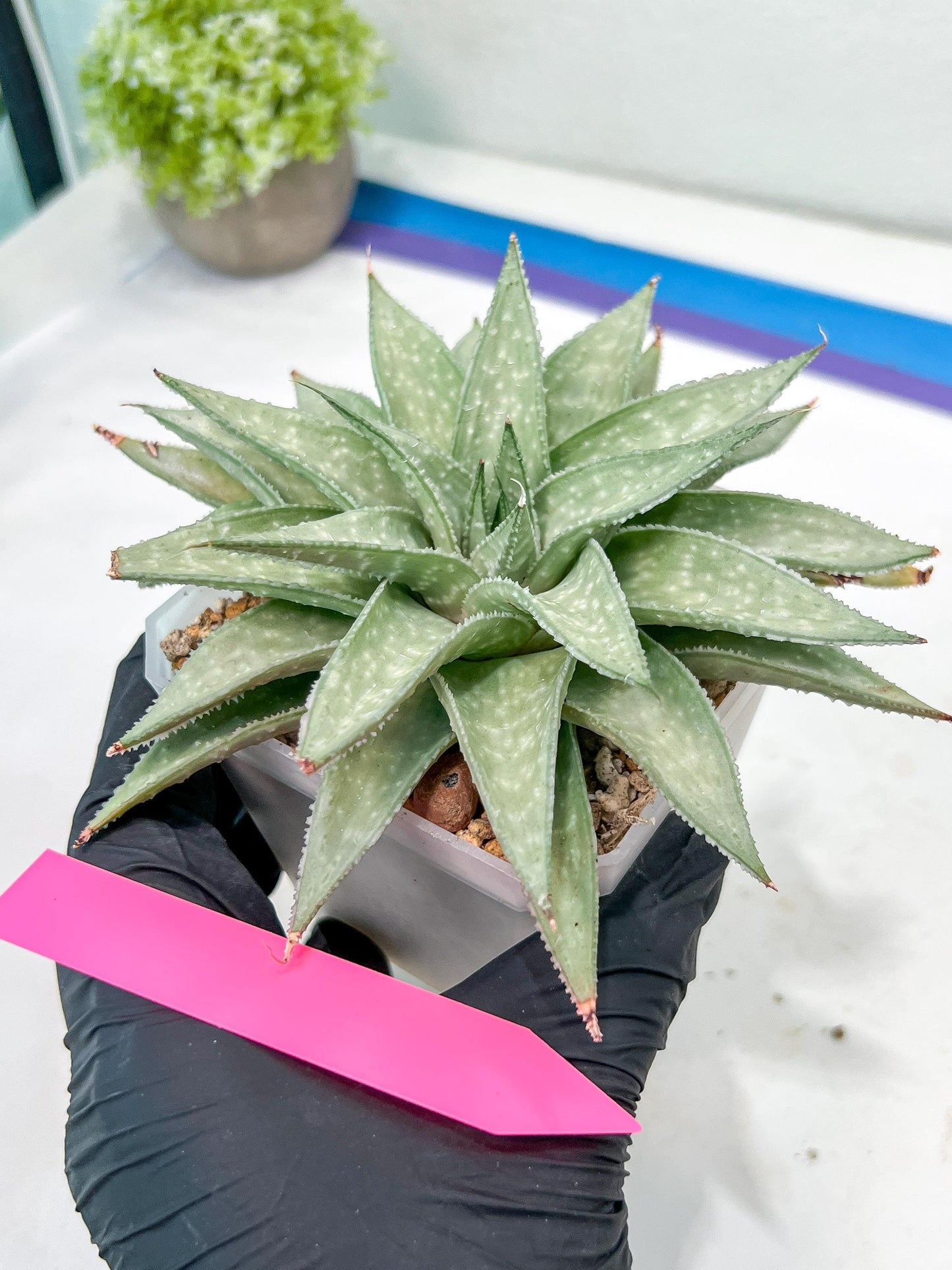 Gasteraloe 'Silver Swirls' | Imported Succulent | rare species