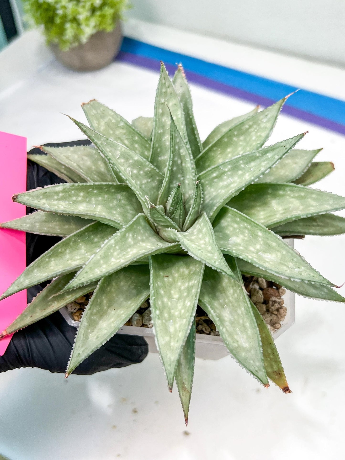 Gasteraloe 'Silver Swirls' | Imported Succulent | rare species