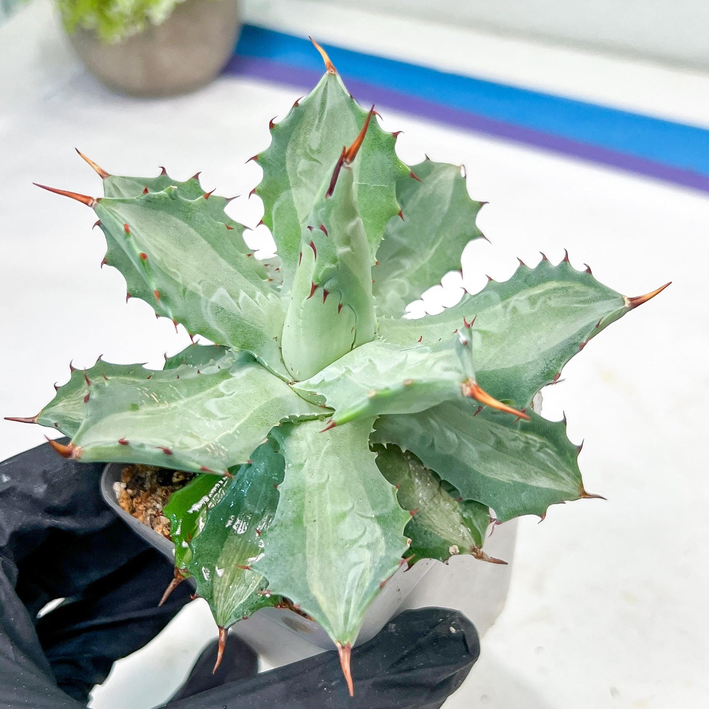 Agave Becky | Rare Import