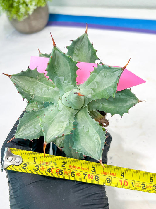 Agave Becky | Rare Import