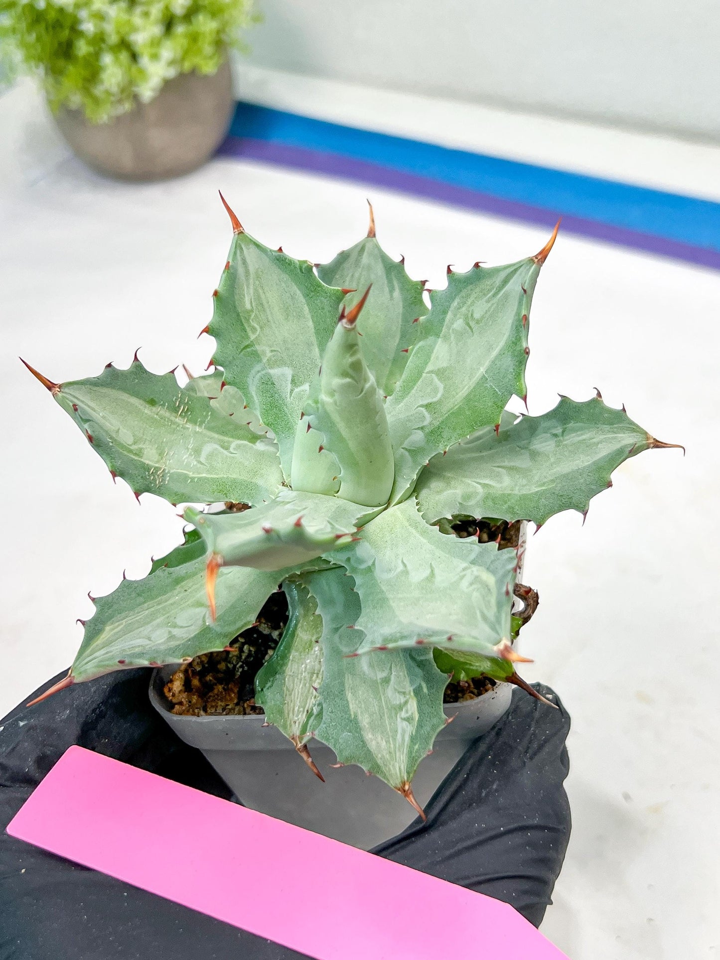 Agave Becky | Rare Import