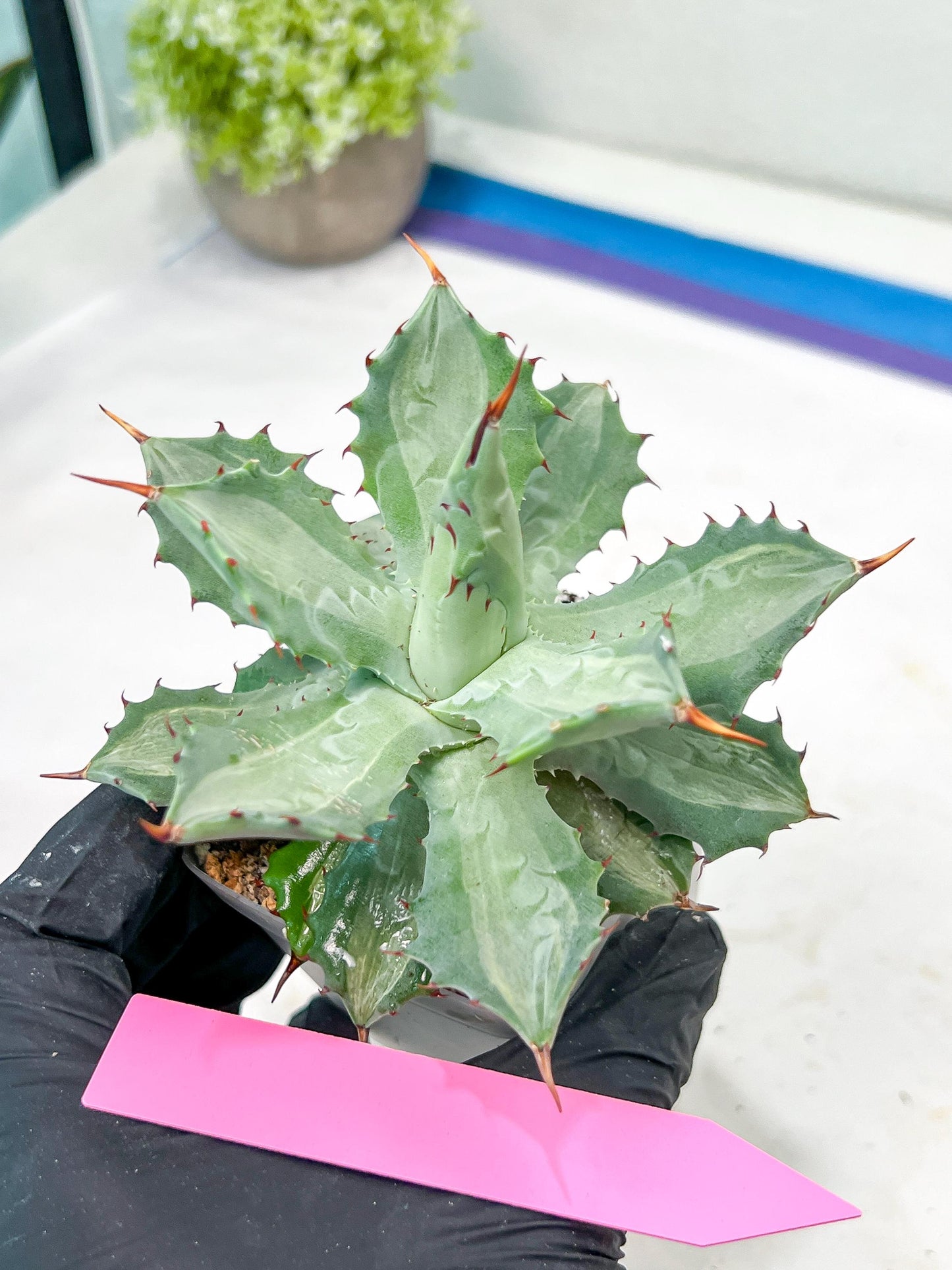 Agave Becky | Rare Import