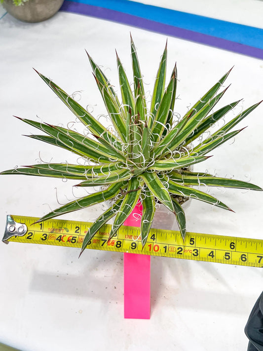 Agave Leofoldi | Imported Succulent