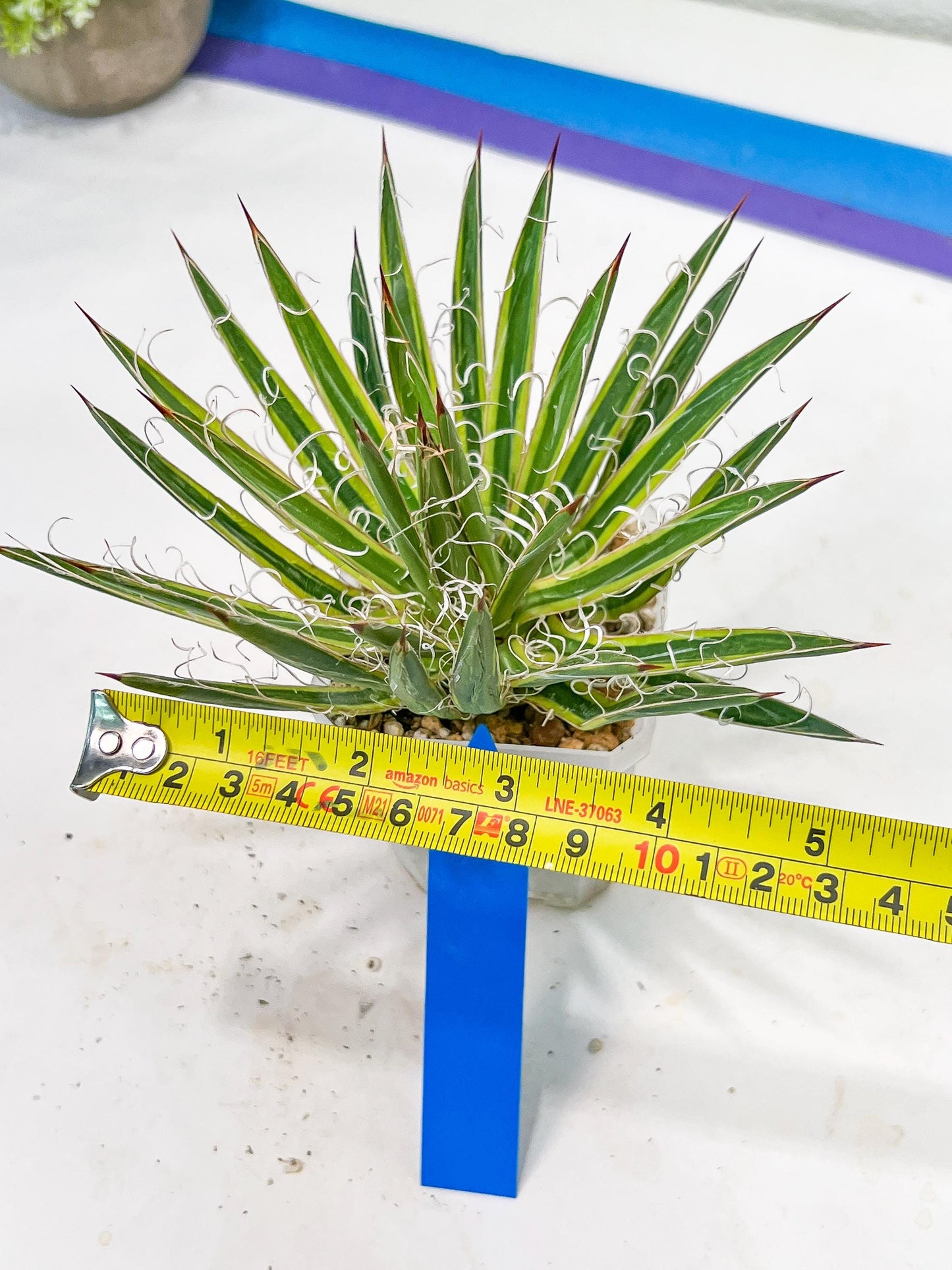 Agave Leofoldi | Imported Succulent