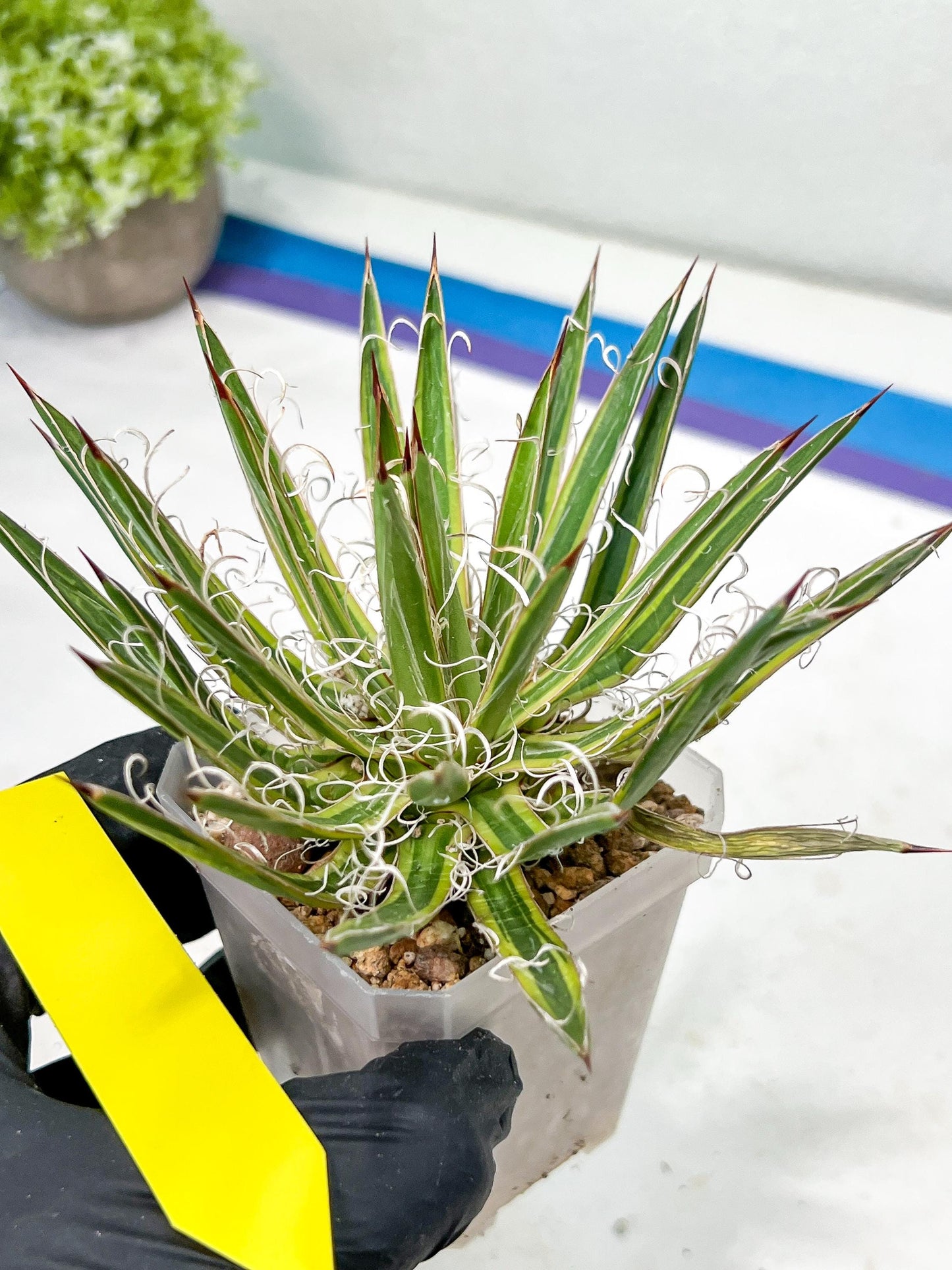 Agave Leofoldi | Imported Succulent