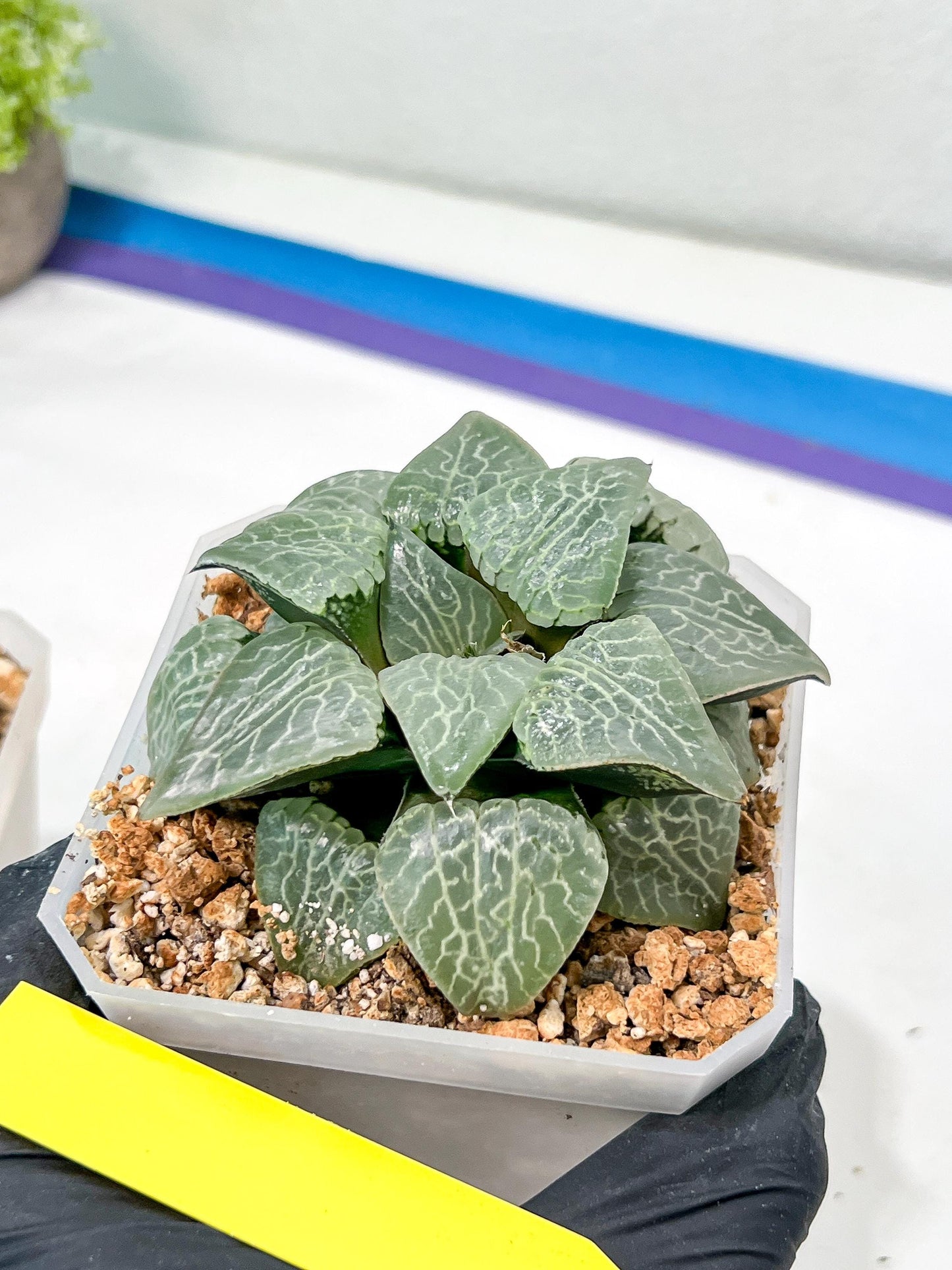 XL Haworthia Crystal or Sjuijig | Get yours before it’s gone | 4" Pot