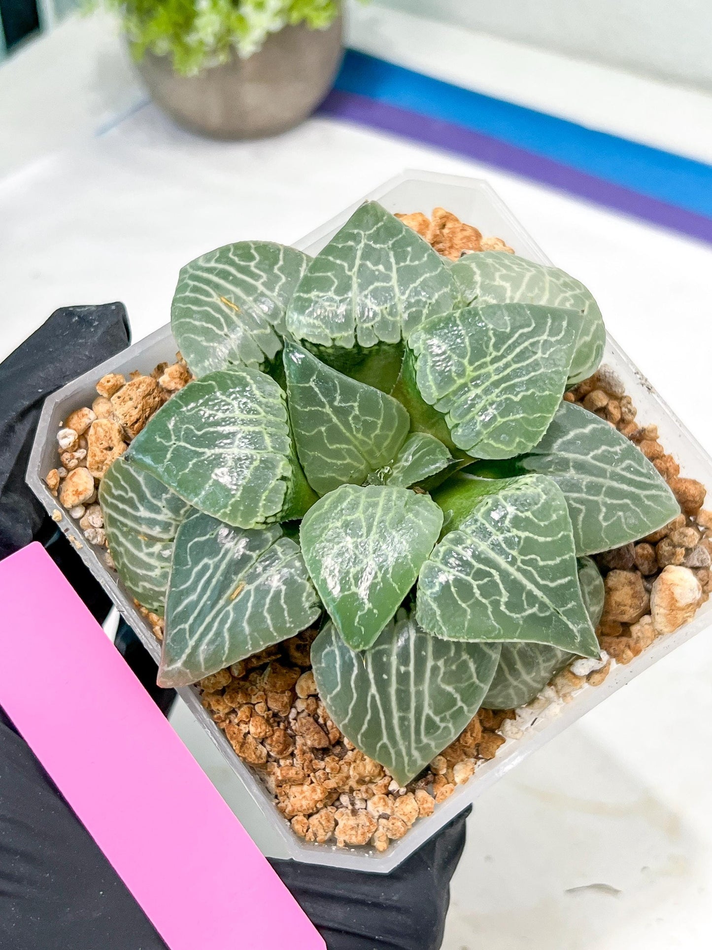 XL Haworthia Crystal or Sjuijig | Get yours before it’s gone | 4" Pot