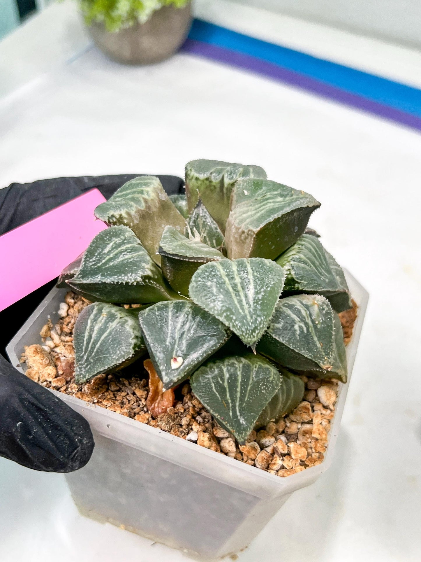 XL Haworthia Spring Thunder or Chun Hei Ju | 4" Pot