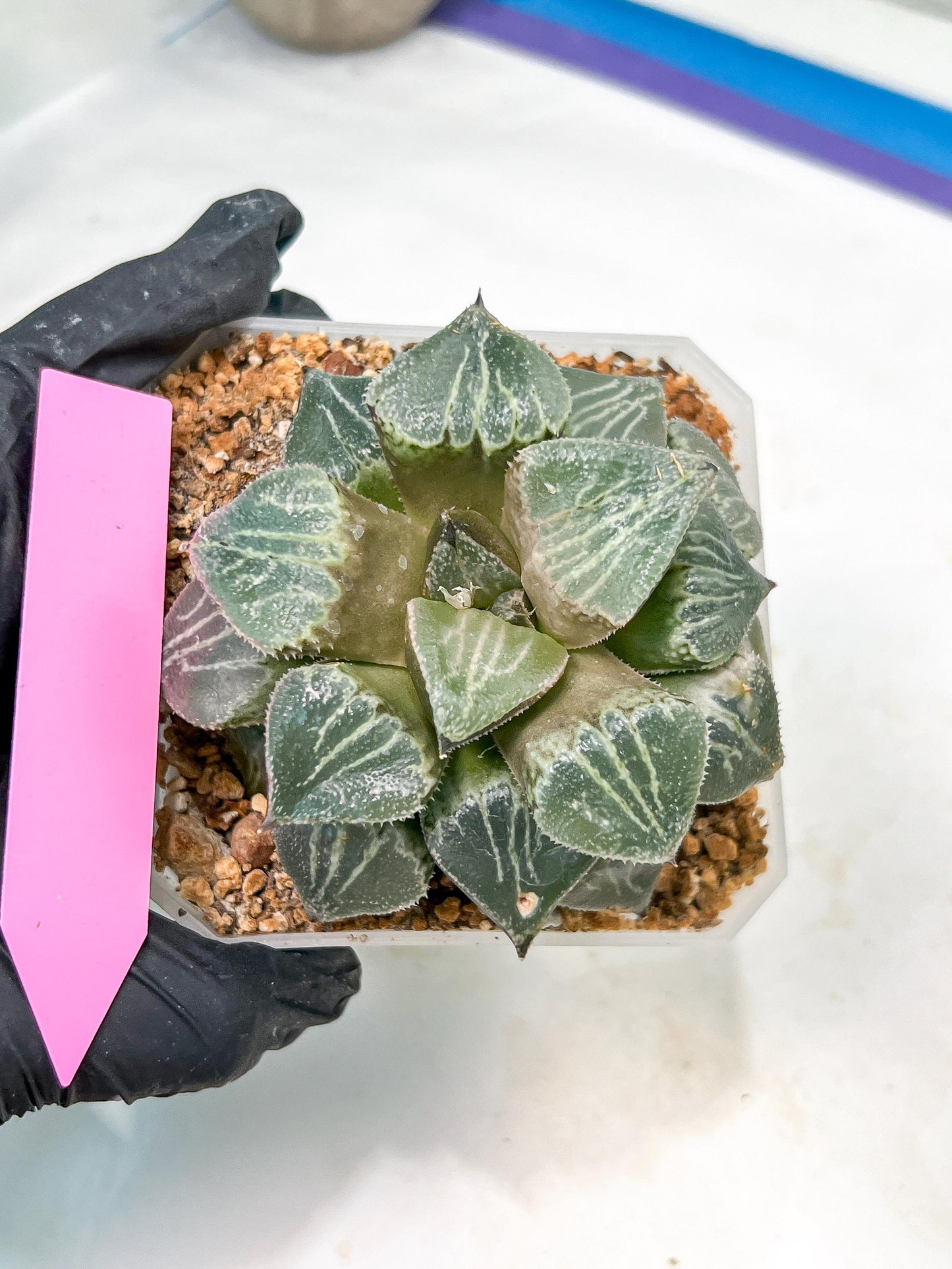 XL Haworthia Spring Thunder or Chun Hei Ju | 4" Pot