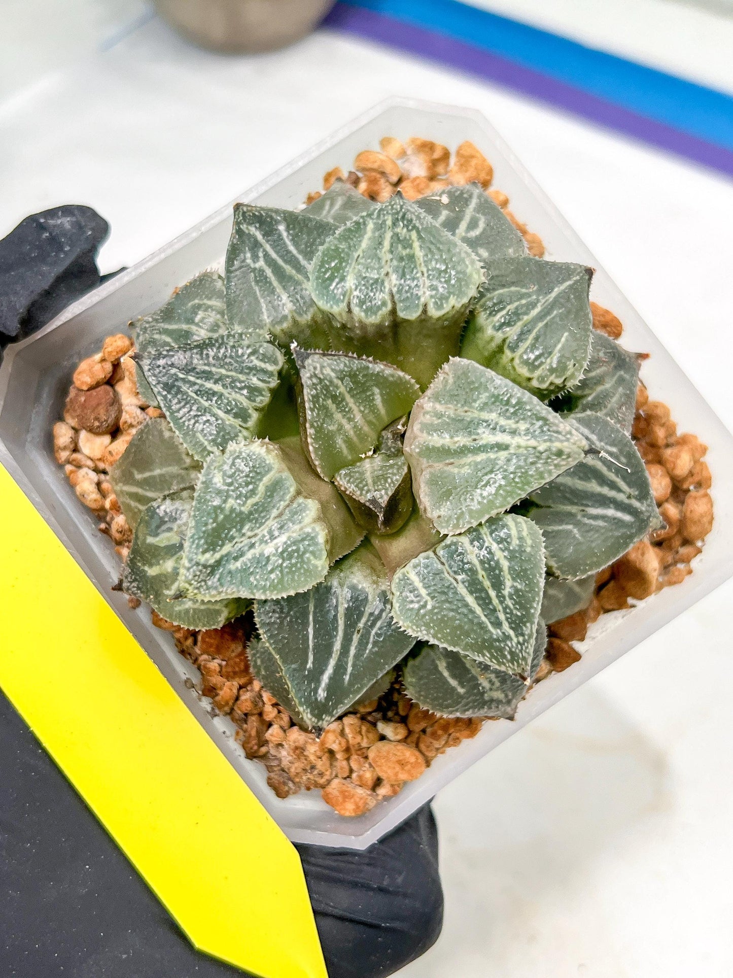 XL Haworthia Spring Thunder or Chun Hei Ju | 4" Pot