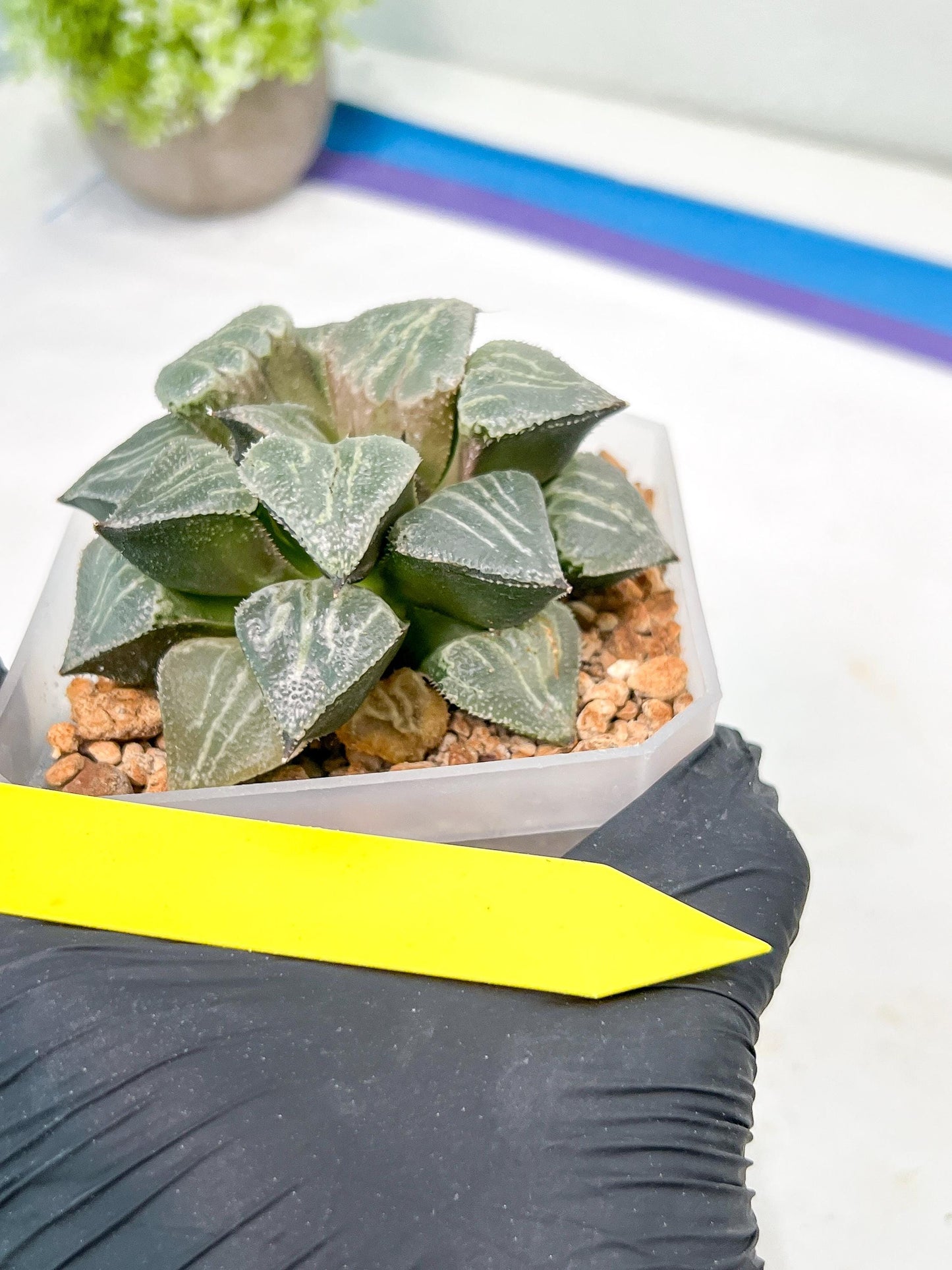 XL Haworthia Spring Thunder or Chun Hei Ju | 4" Pot