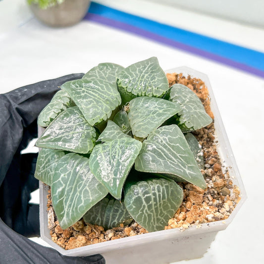 XL Haworthia Crystal or Sjuijig | Get yours before it’s gone | 4" Pot