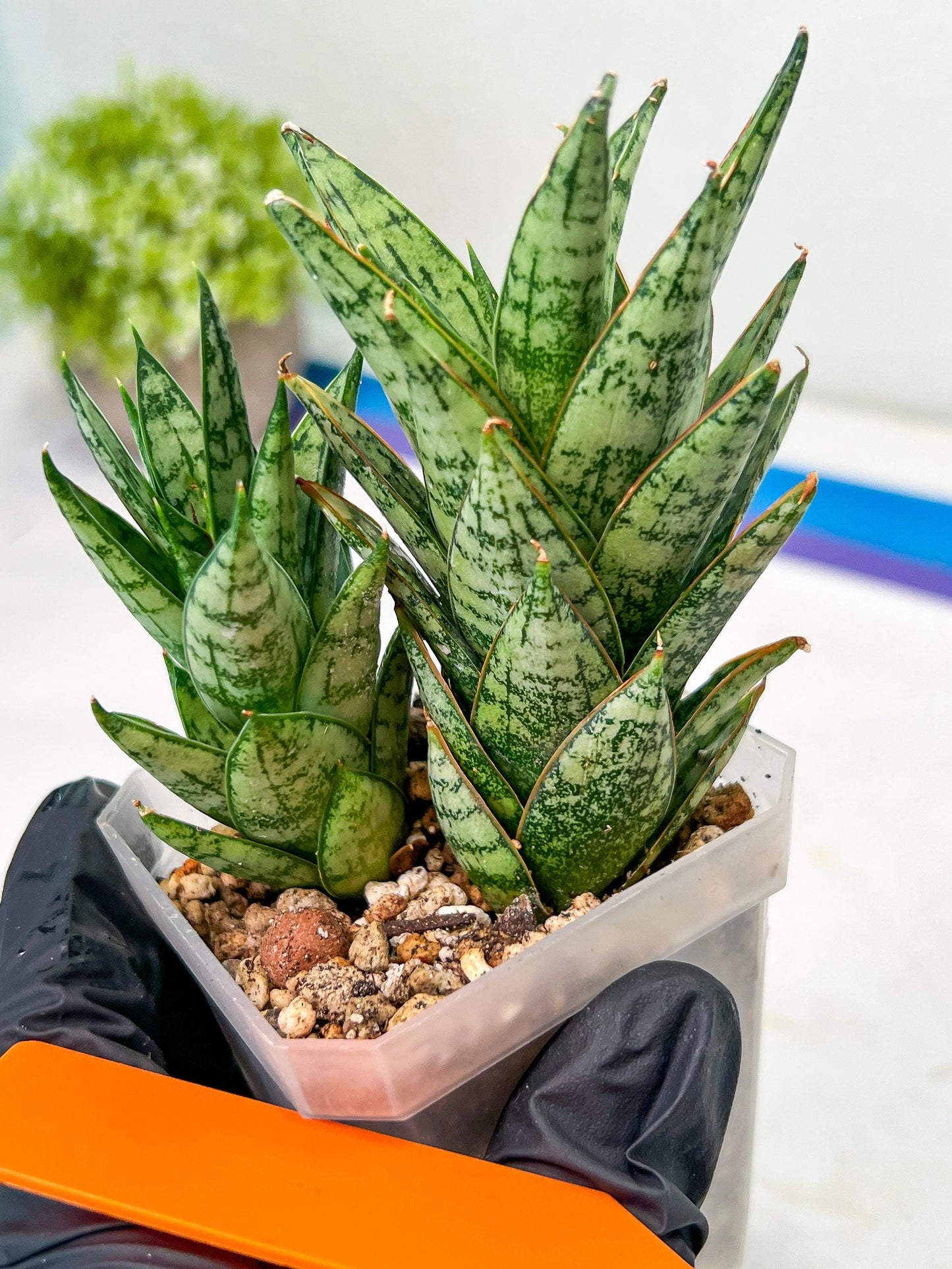 Sansevieria Margarita (#RA1) | Imported House Plants