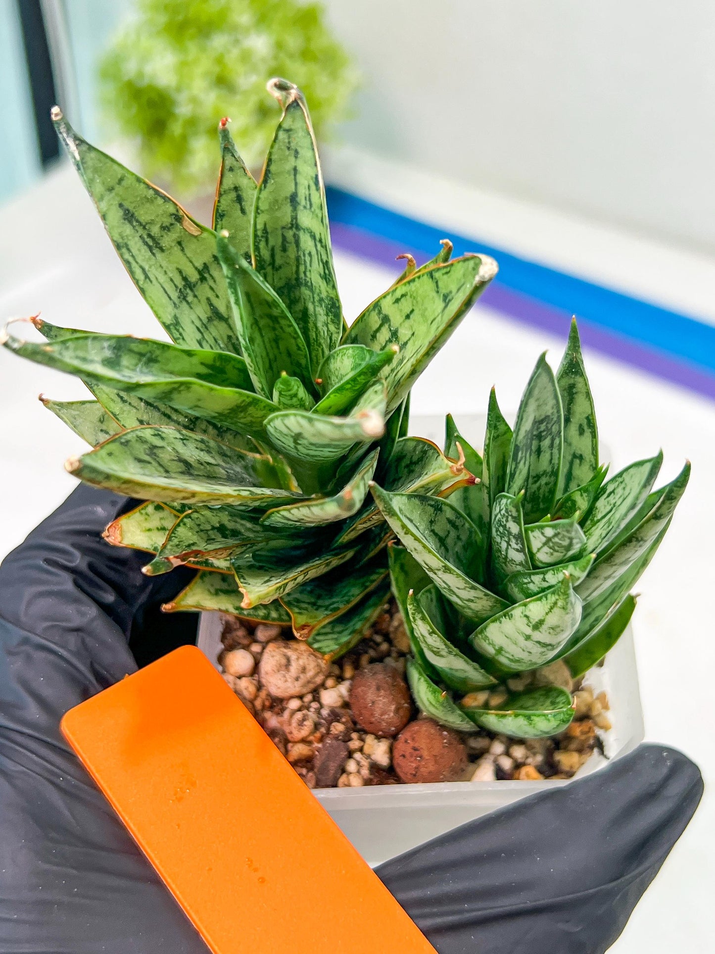 Sansevieria Margarita (#RA1) | Imported House Plants